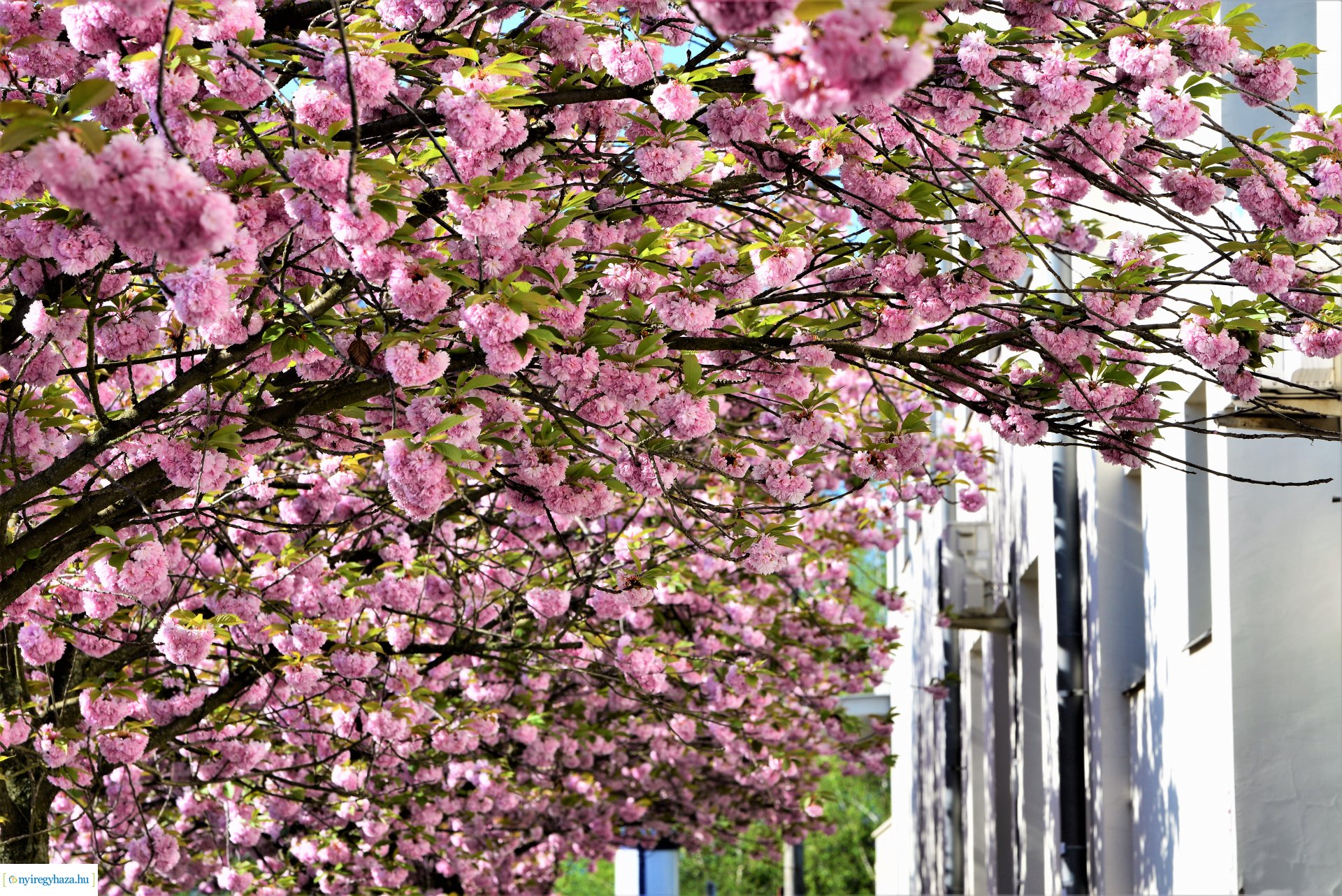 Japán díszcseresznye virágzás a belvárosban