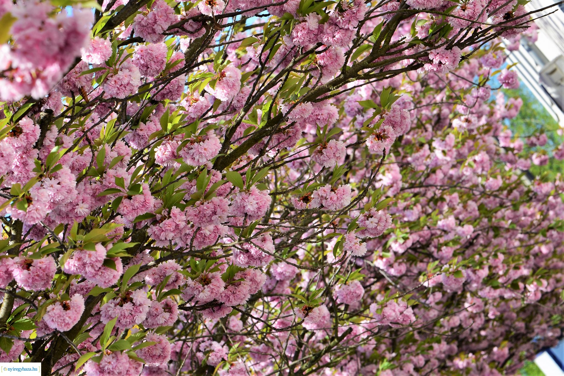 Japán díszcseresznye virágzás a belvárosban