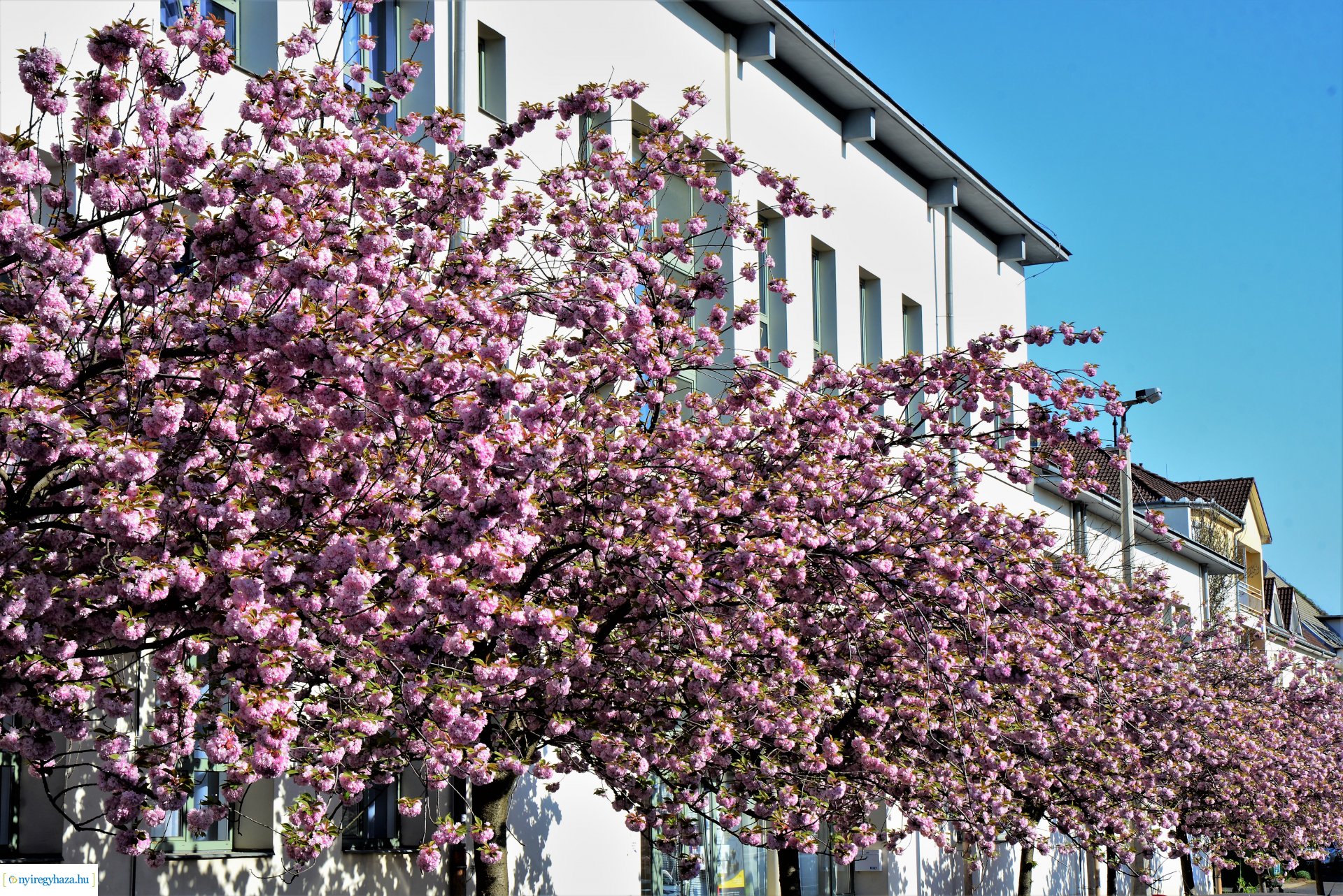 Japán díszcseresznye virágzás a belvárosban