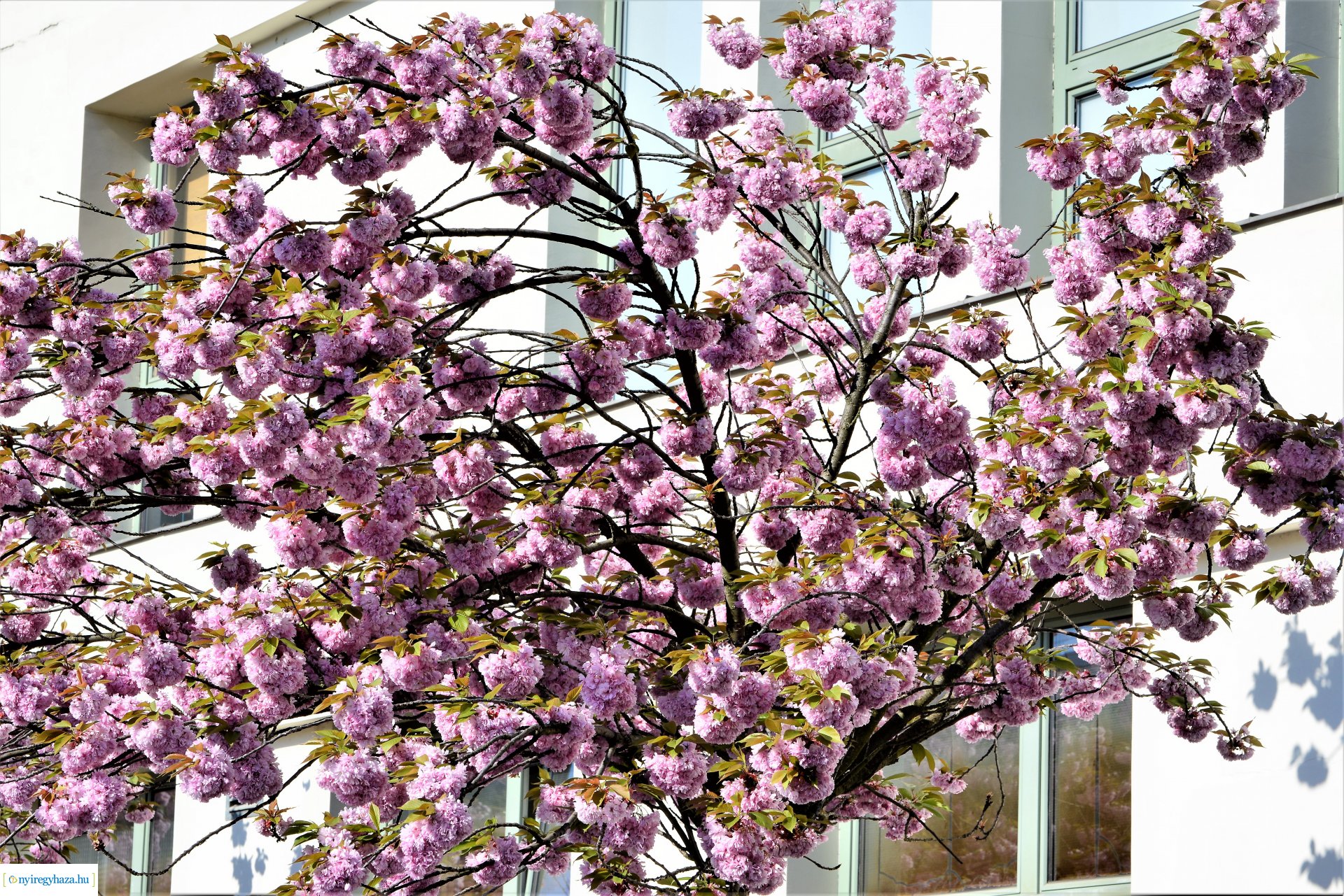 Japán díszcseresznye virágzás a belvárosban