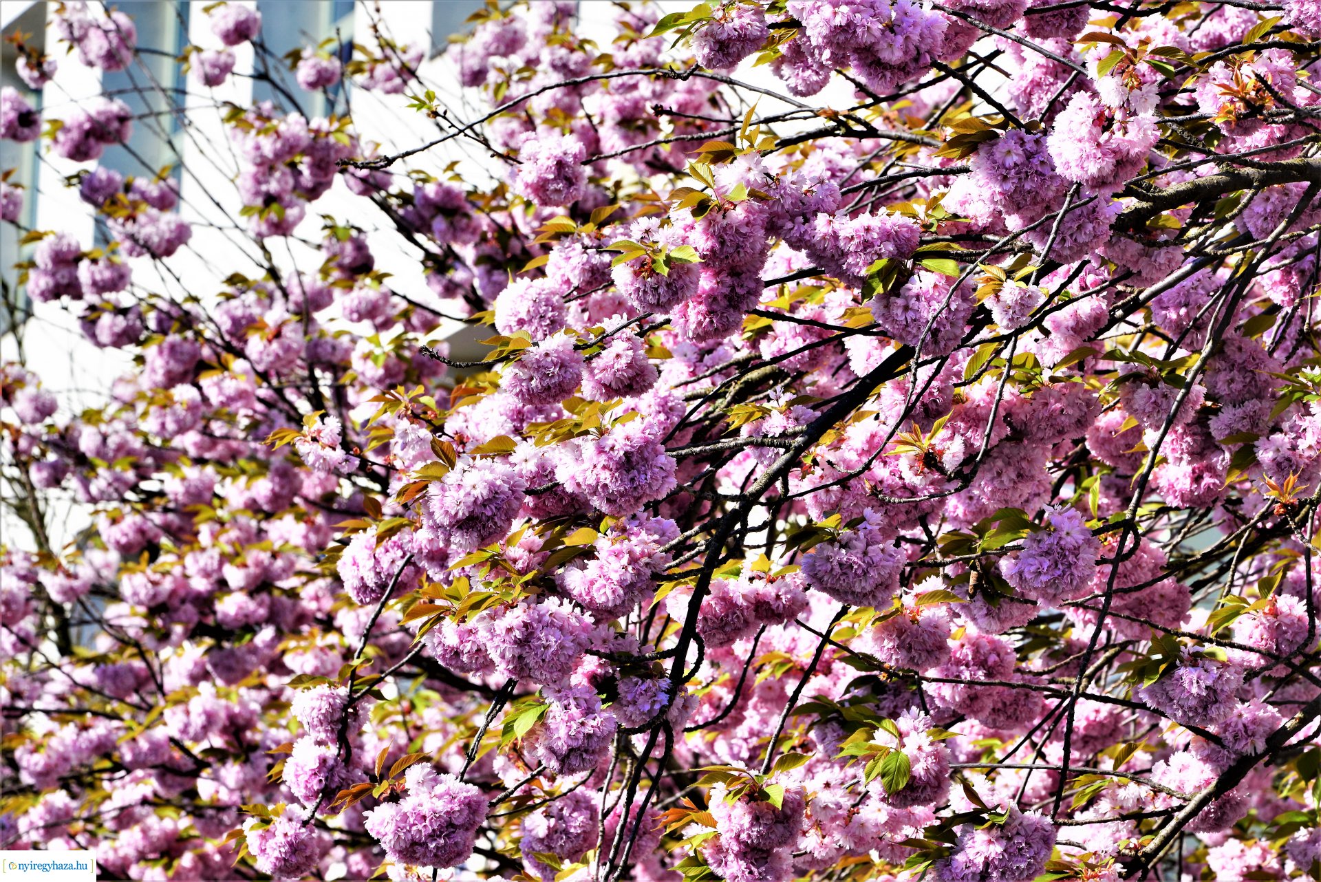 Japán díszcseresznye virágzás a belvárosban