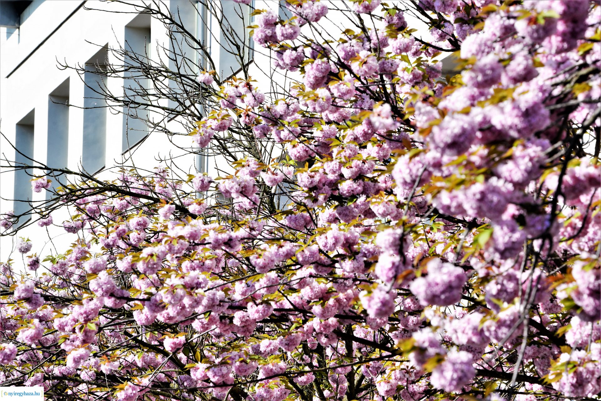 Japán díszcseresznye virágzás a belvárosban