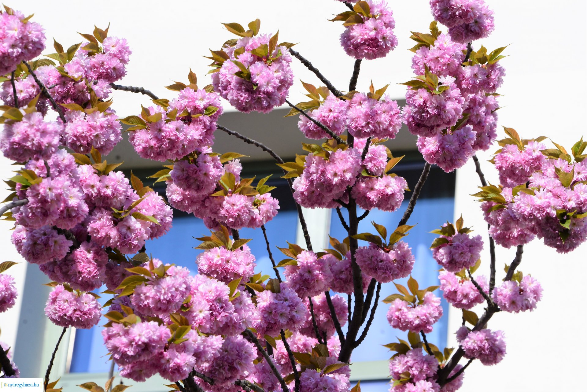 Japán díszcseresznye virágzás a belvárosban
