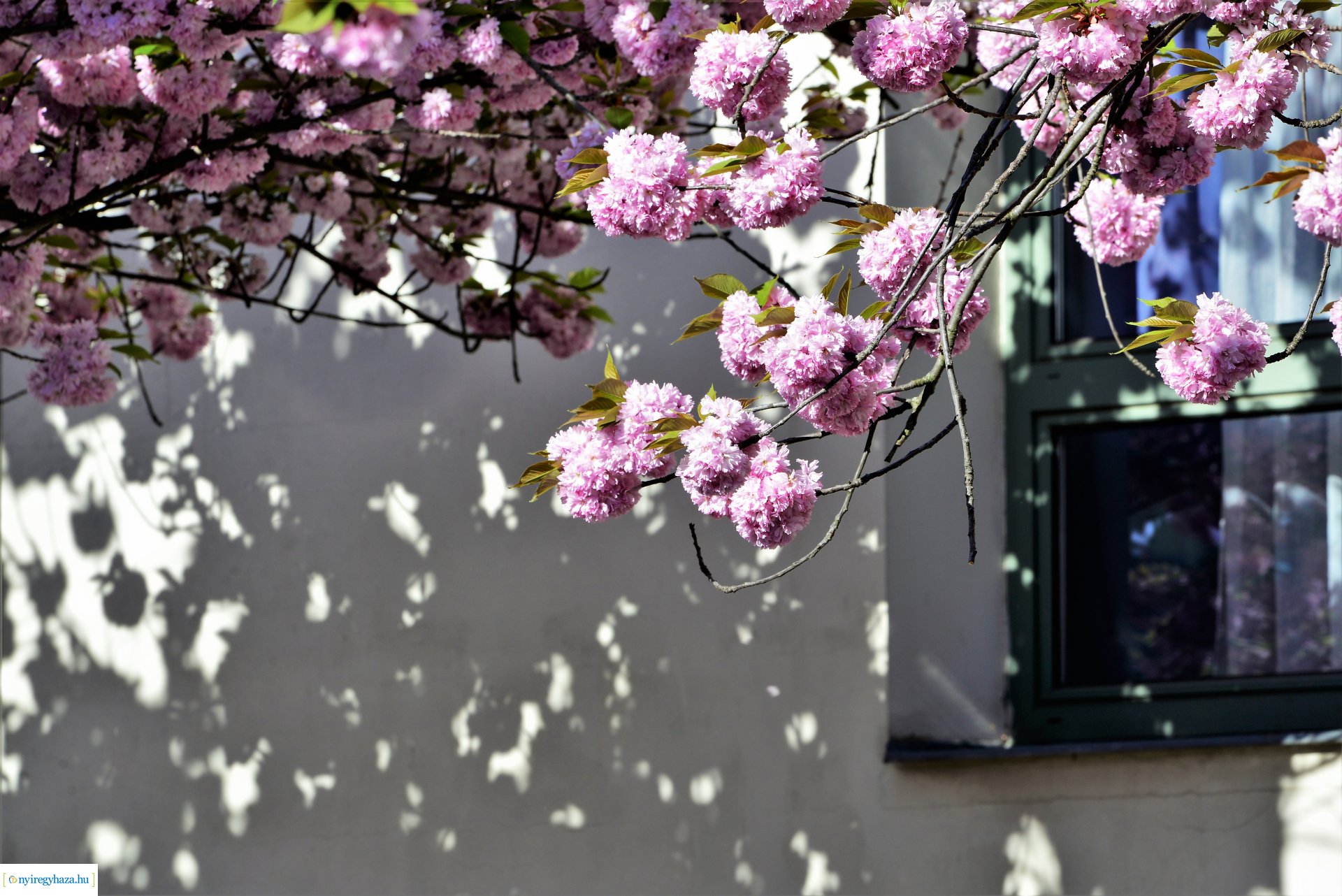 Japán díszcseresznye virágzás a belvárosban