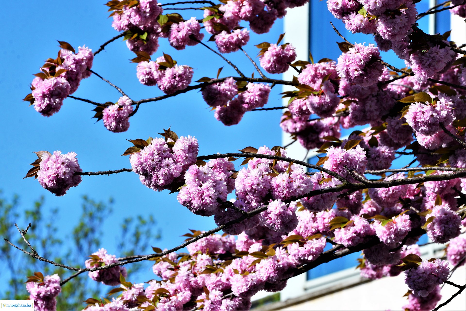 Japán díszcseresznye virágzás a belvárosban