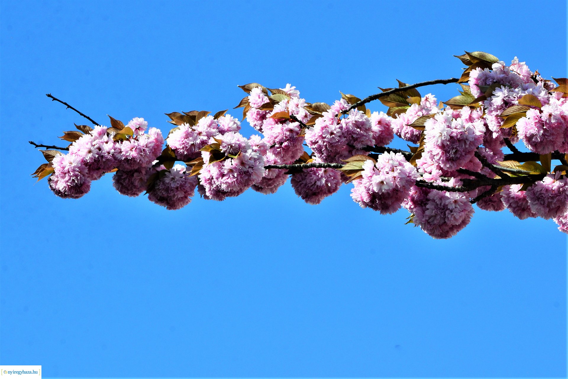 Japán díszcseresznye virágzás a belvárosban