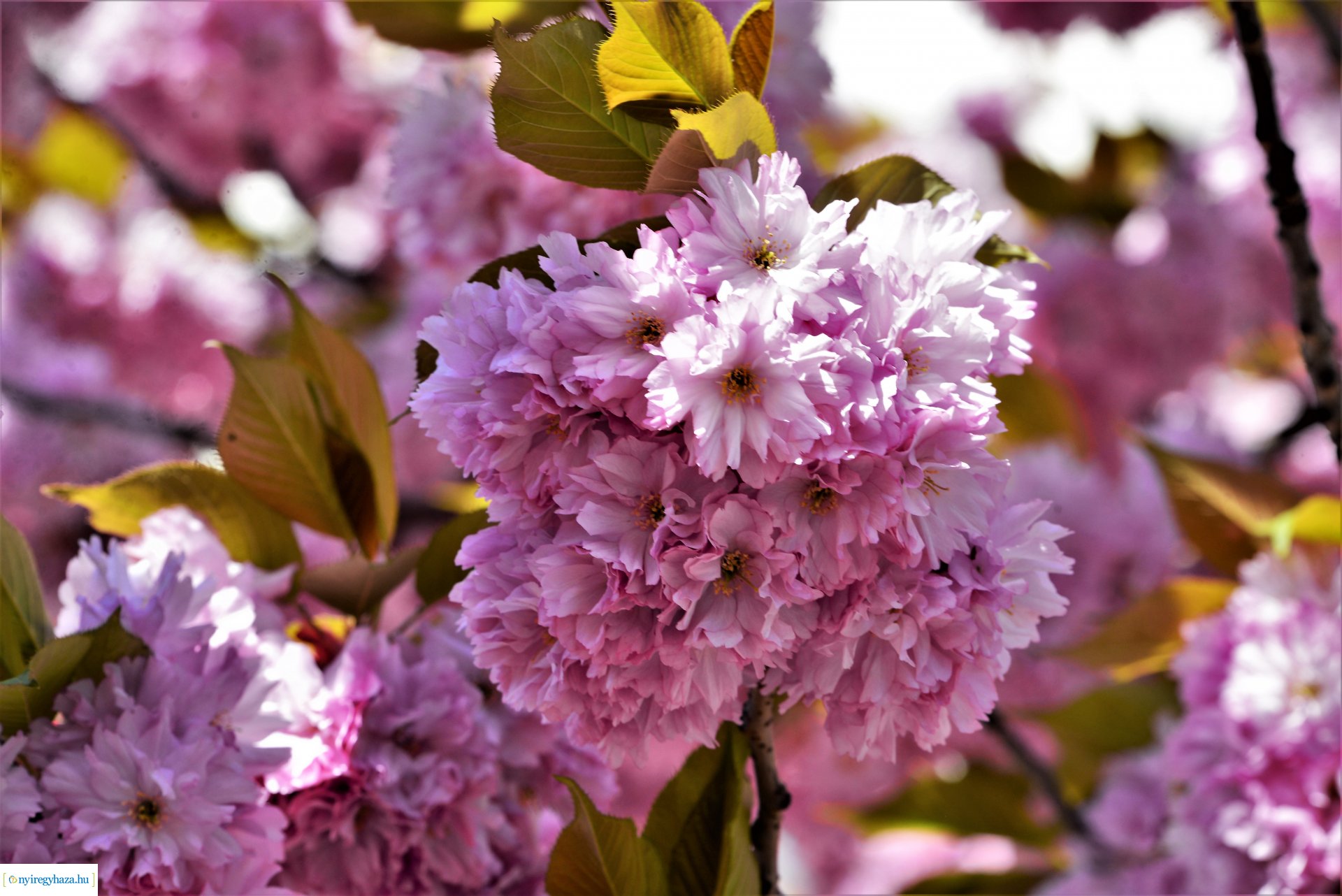 Japán díszcseresznye virágzás a belvárosban