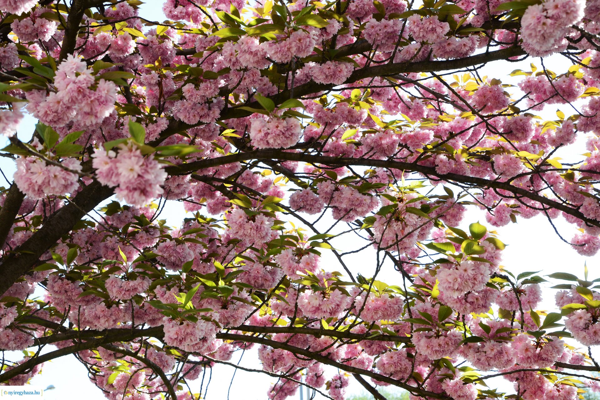 Japán díszcseresznye virágzás a belvárosban