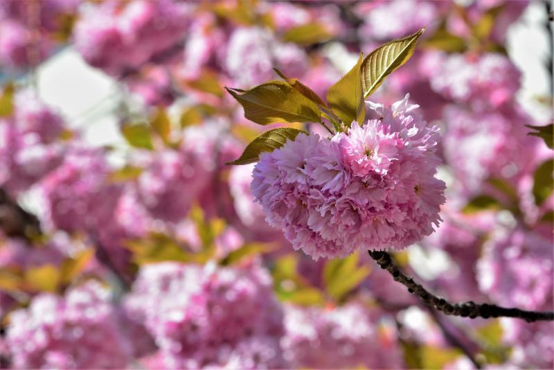 Japán díszcseresznye virágzás a belvárosban