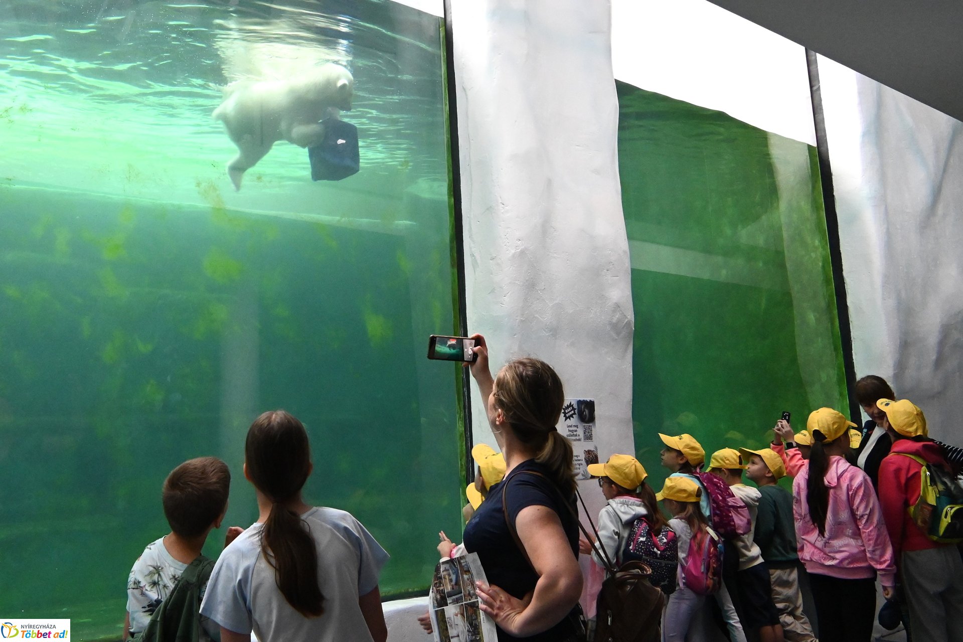 Jegesmedve bocsok etetését látogatták a zoosulisok