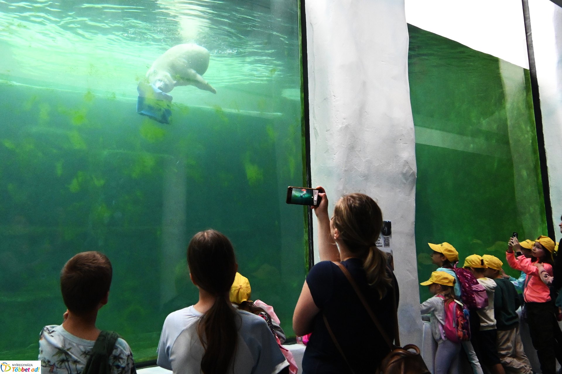 Jegesmedve bocsok etetését látogatták a zoosulisok