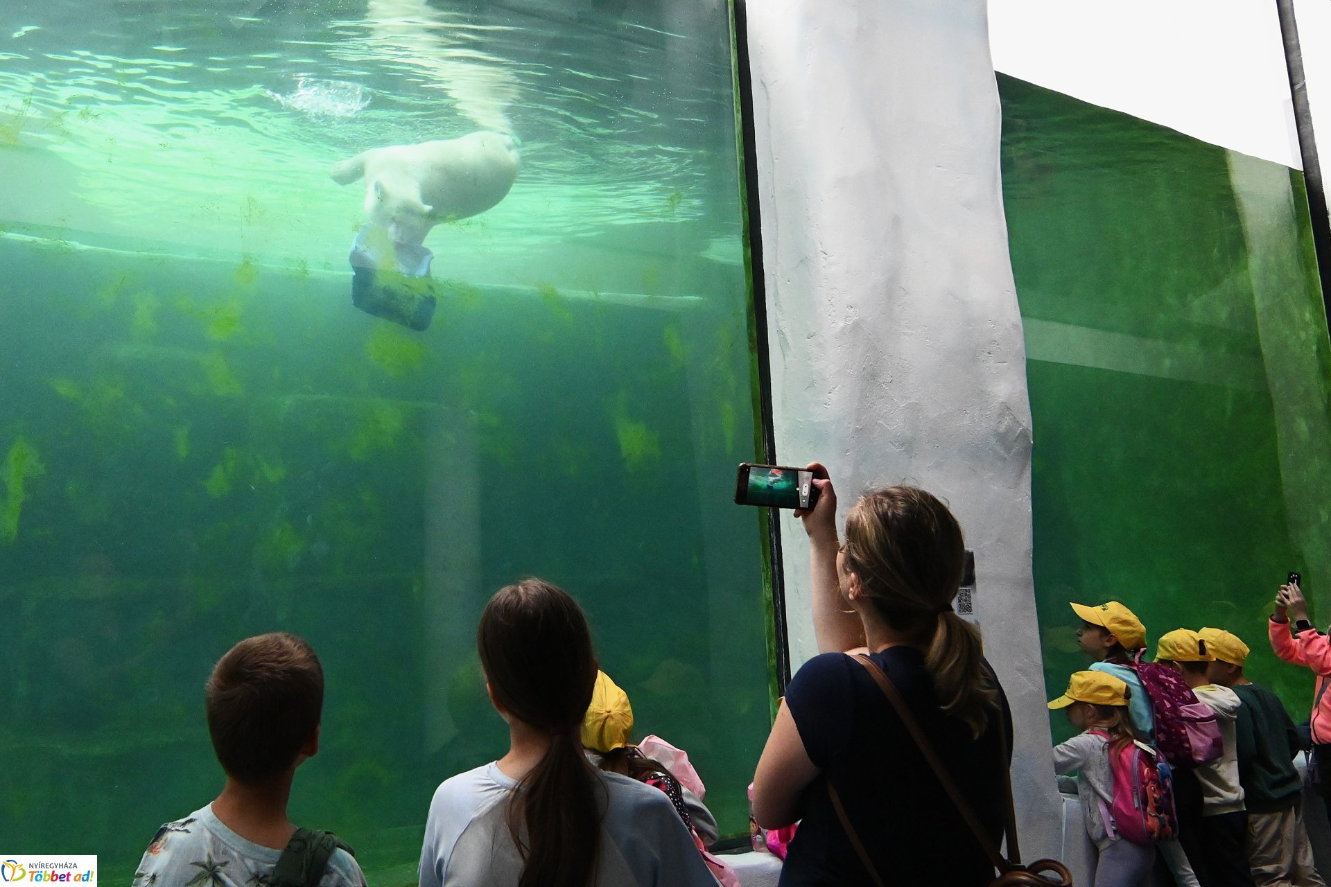 Jegesmedve bocsok etetését látogatták a zoosulisok