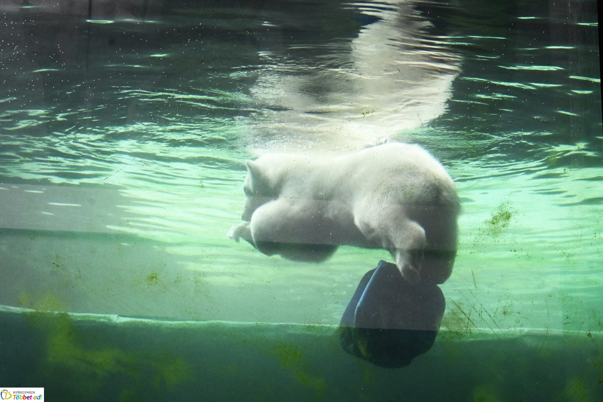Jegesmedve bocsok etetését látogatták a zoosulisok