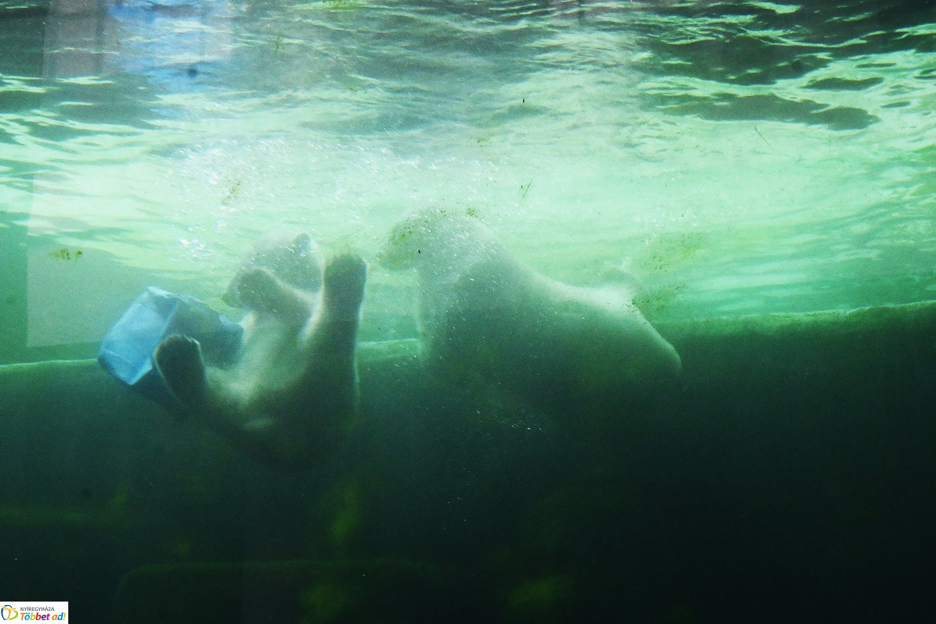 Jegesmedve bocsok etetését látogatták a zoosulisok