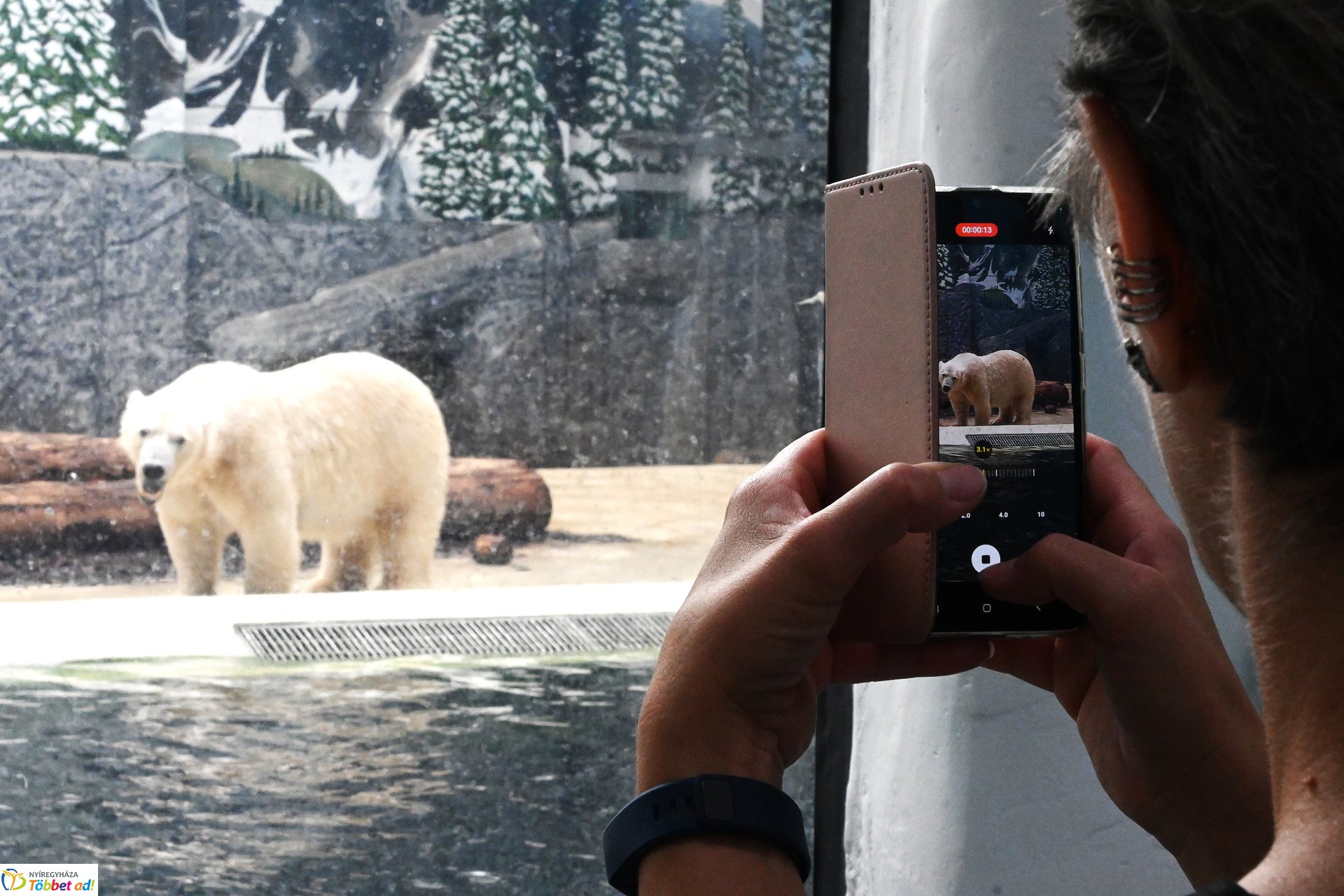 Jegesmedve bocsok etetését látogatták a zoosulisok