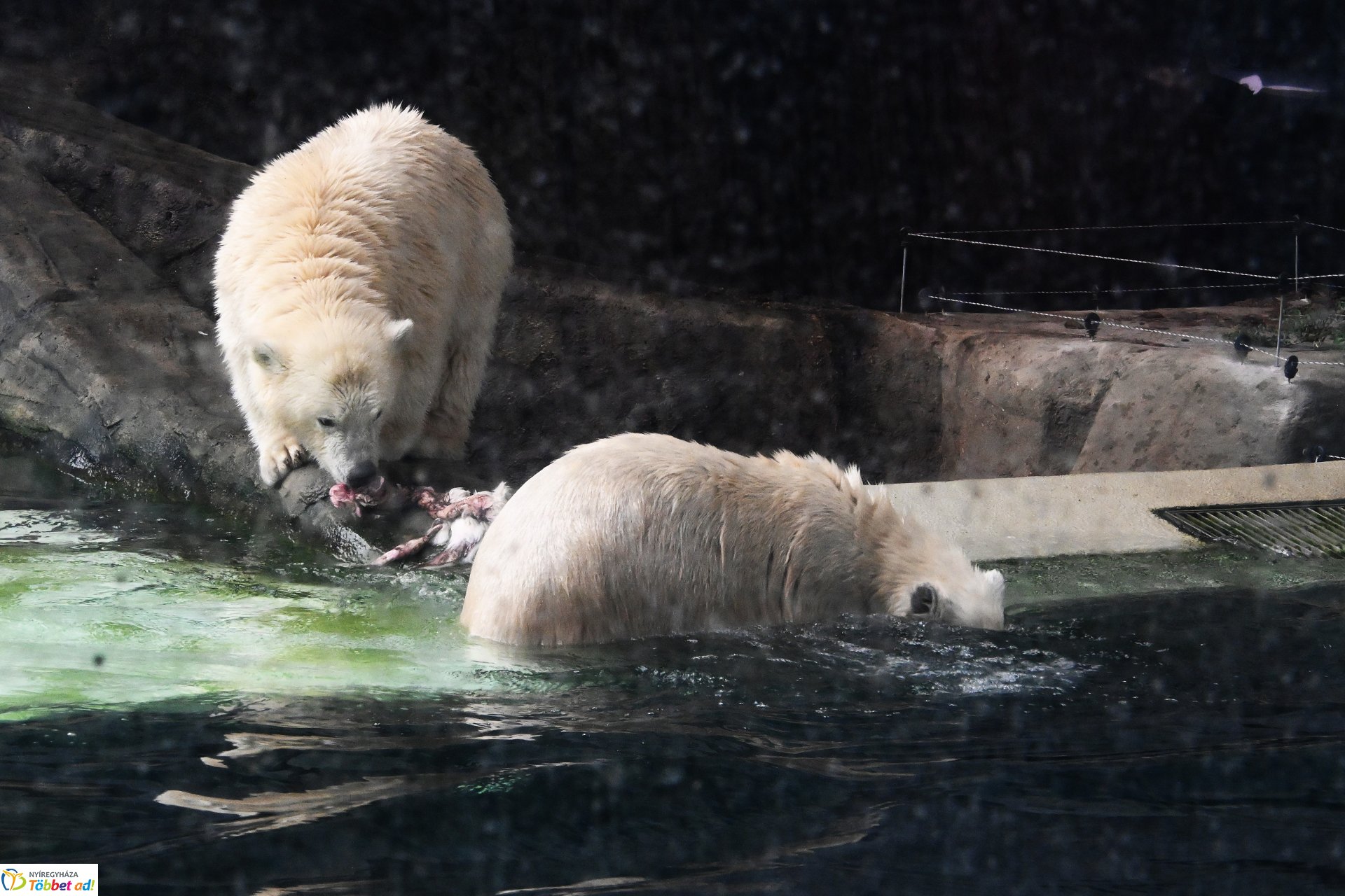 Jegesmedve bocsok etetését látogatták a zoosulisok