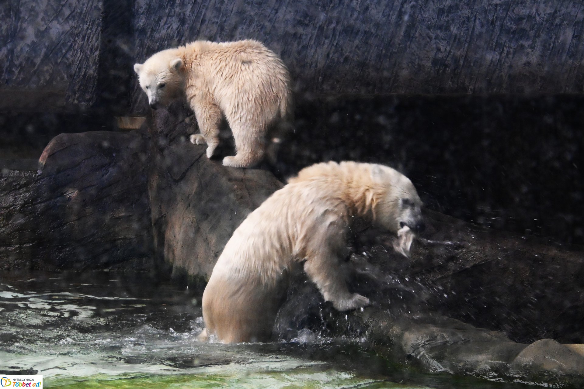 Jegesmedve bocsok etetését látogatták a zoosulisok