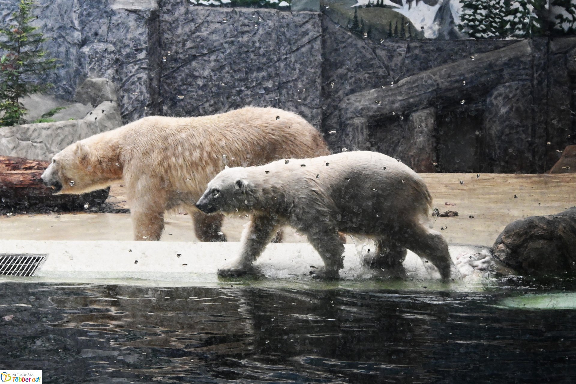 Jegesmedve bocsok etetését látogatták a zoosulisok