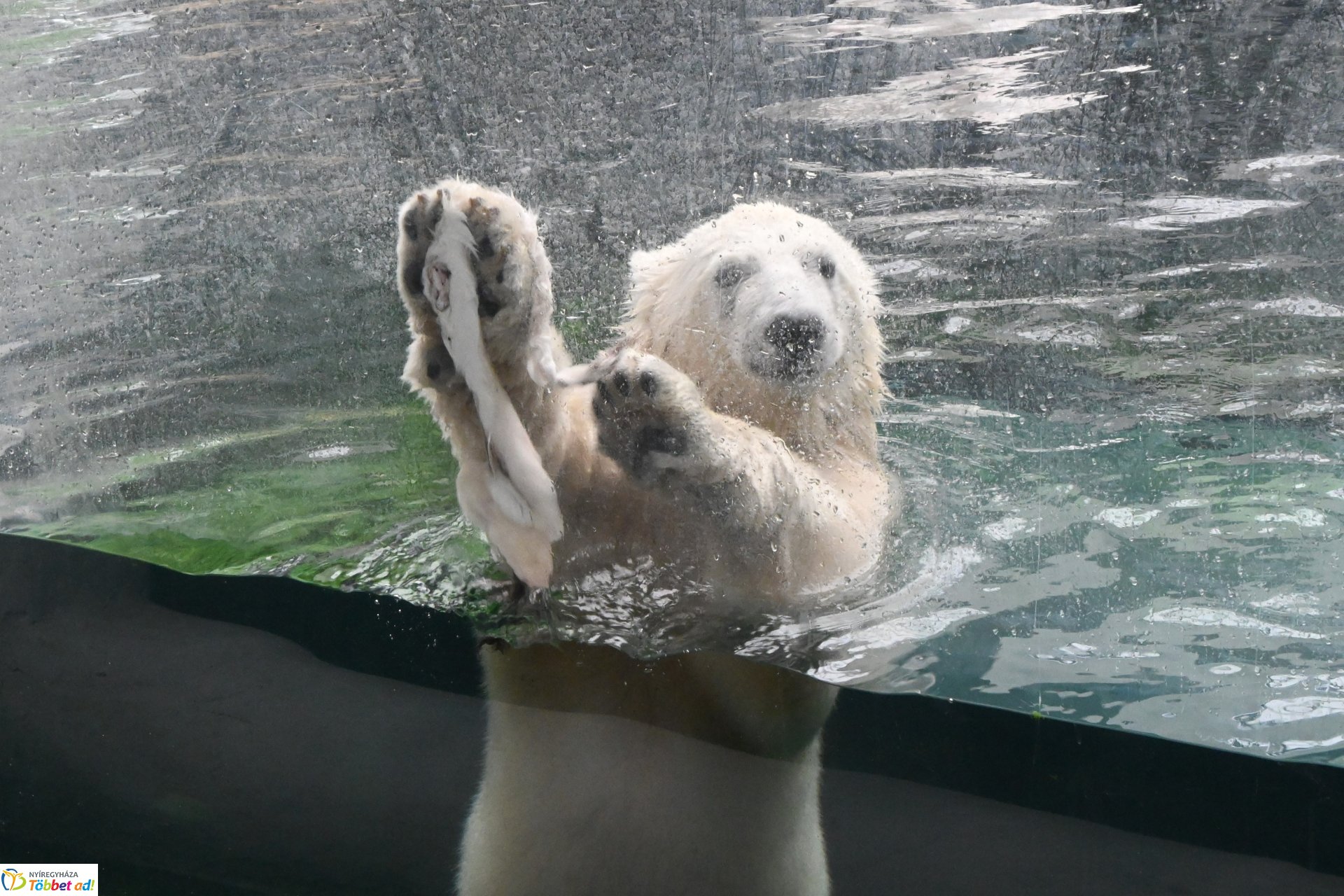 Jegesmedve bocsok etetését látogatták a zoosulisok
