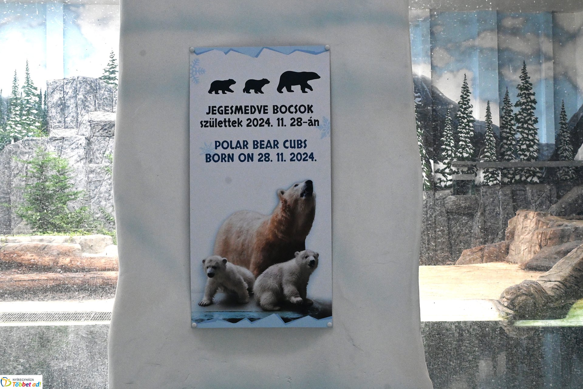 Jegesmedve bocsok etetését látogatták a zoosulisok