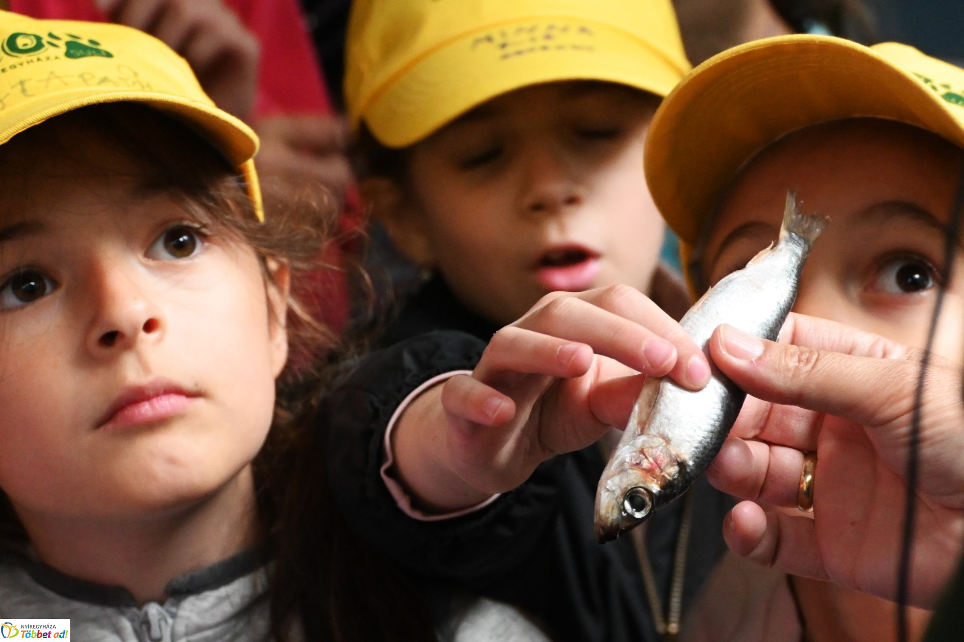 Jegesmedve bocsok etetését látogatták a zoosulisok