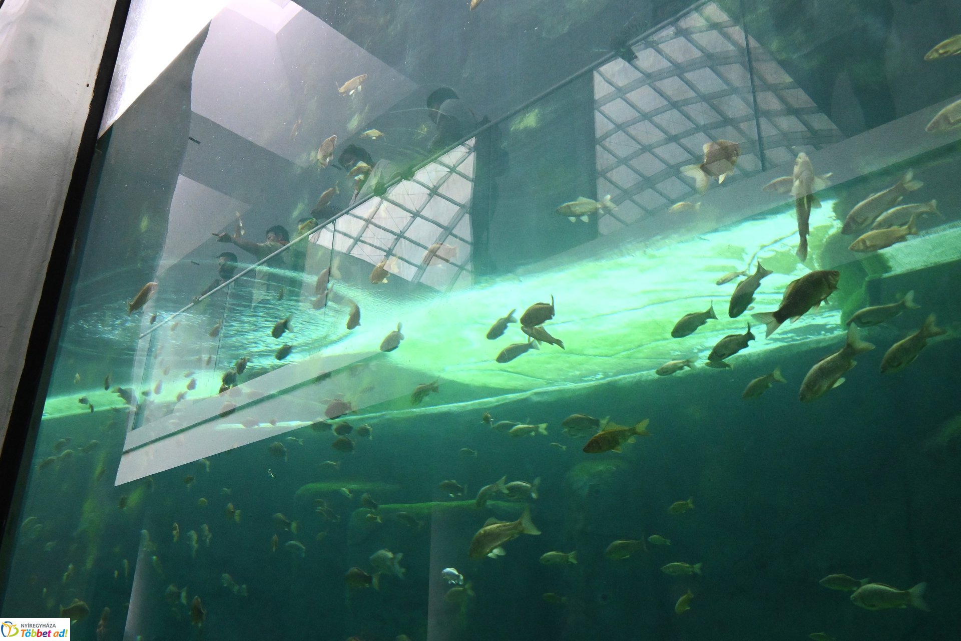 Jegesmedve bocsok etetését látogatták a zoosulisok