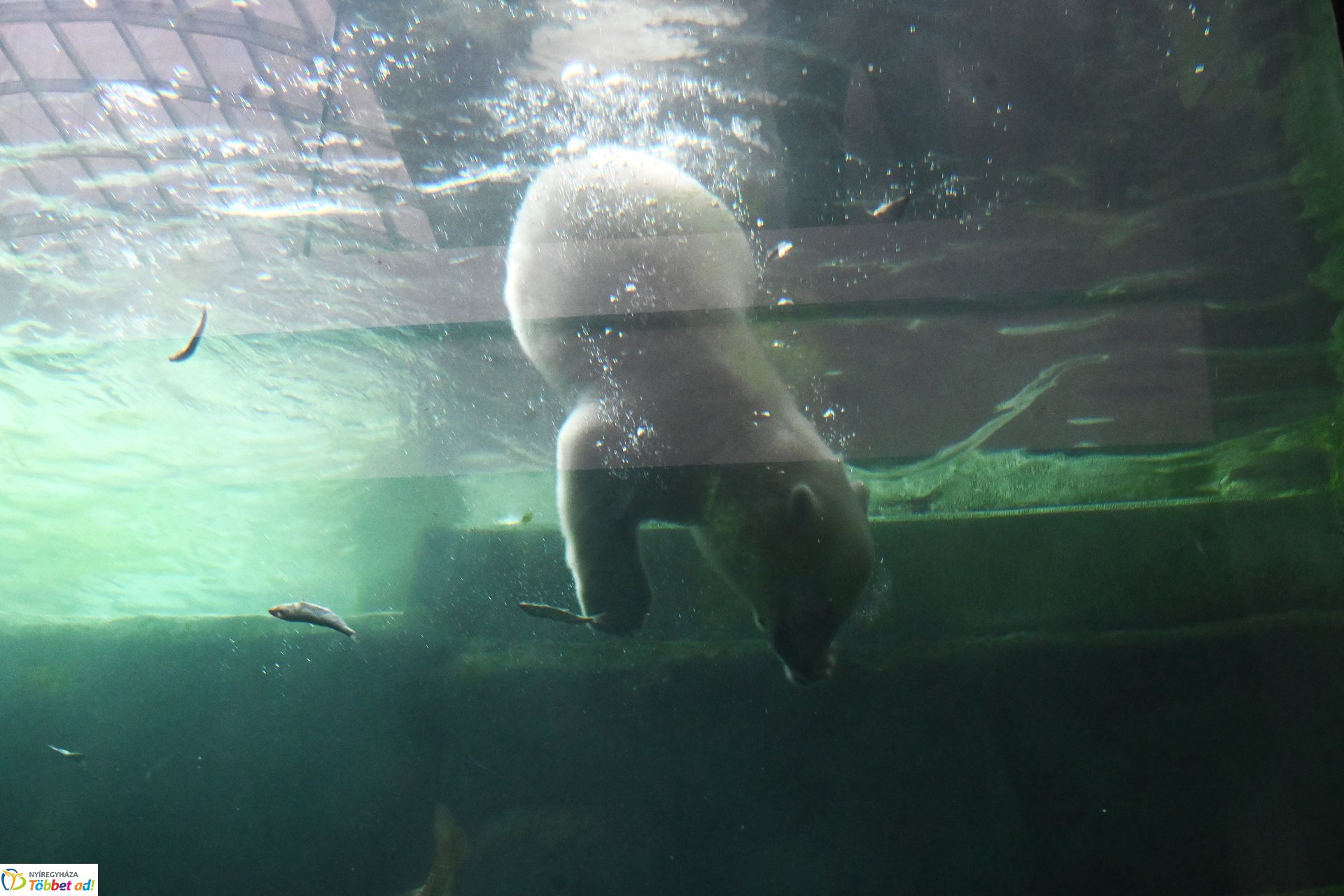 Jegesmedve bocsok etetését látogatták a zoosulisok