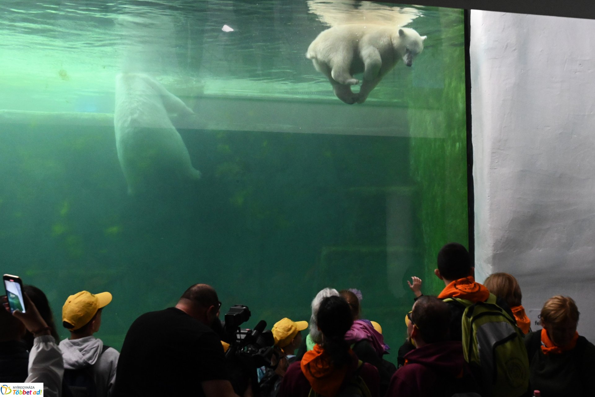 Jegesmedve bocsok etetését látogatták a zoosulisok