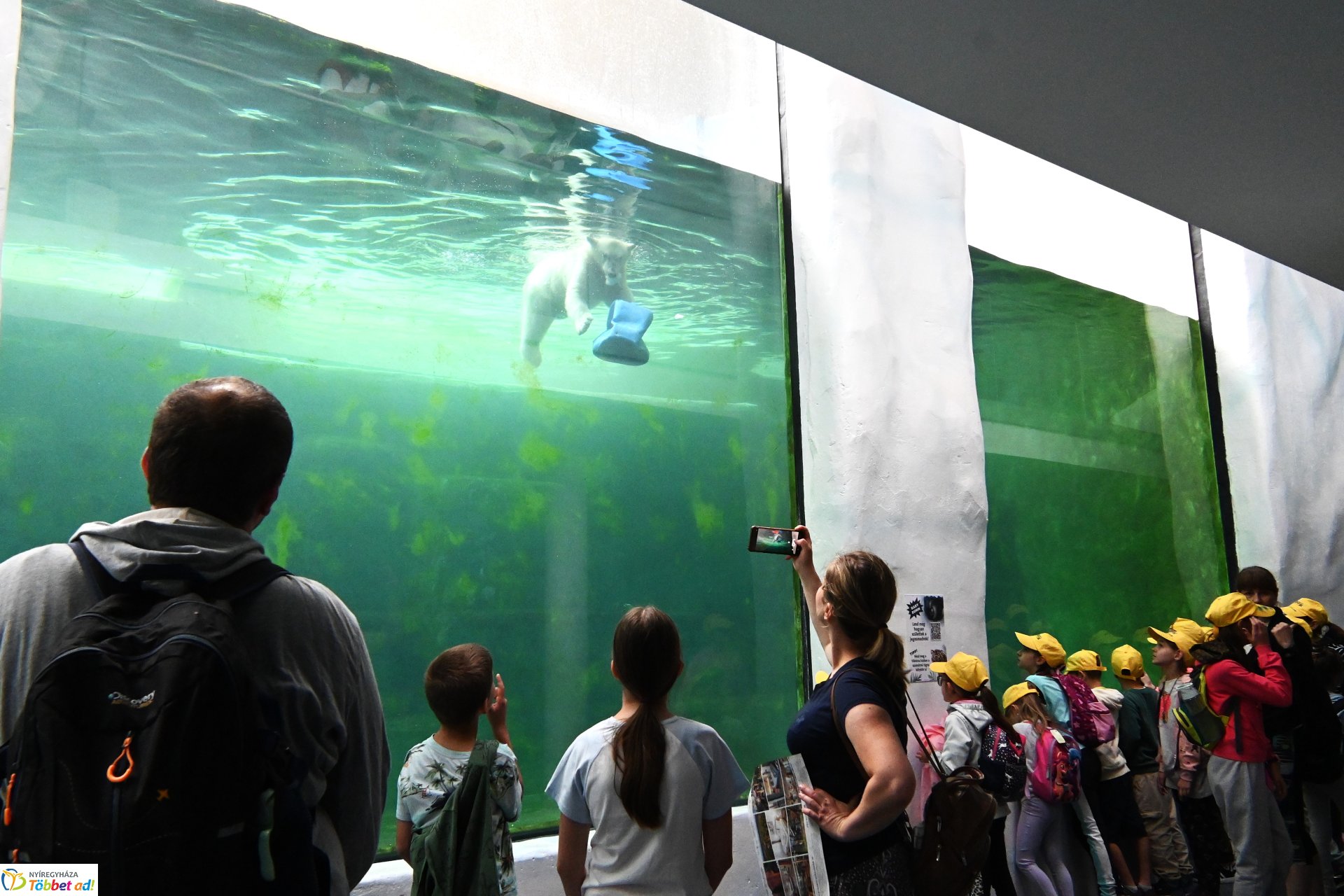 Jegesmedve bocsok etetését látogatták a zoosulisok