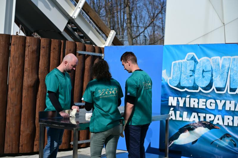 Jegesmedve bocsok megvizsgálása az állatparkban