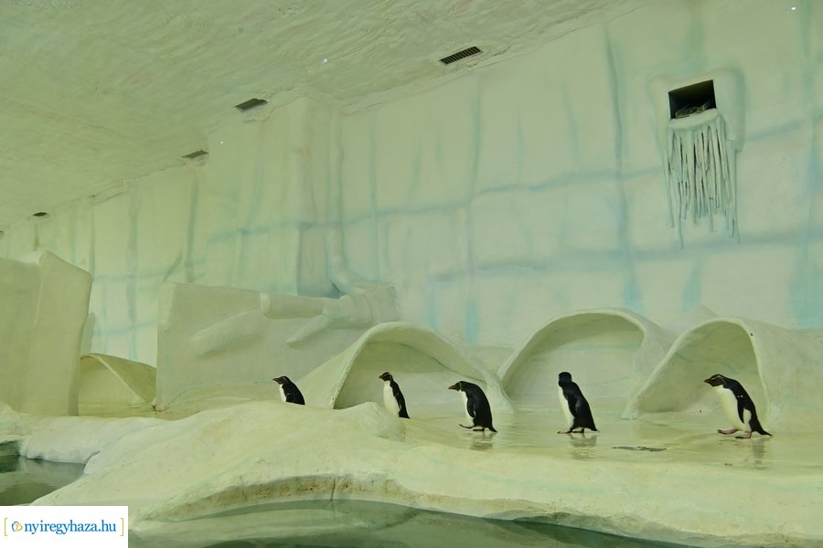 Jégvilág átadó 2024