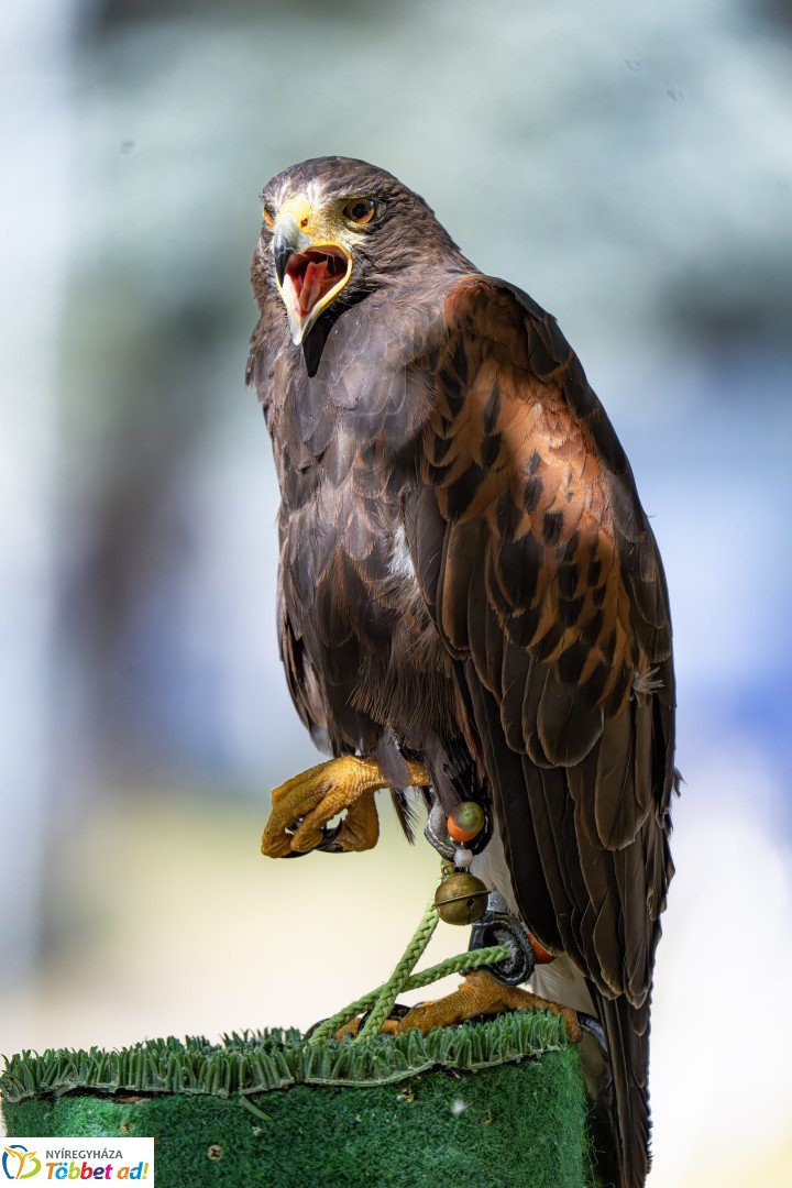 Jósavárosi napok - második nap