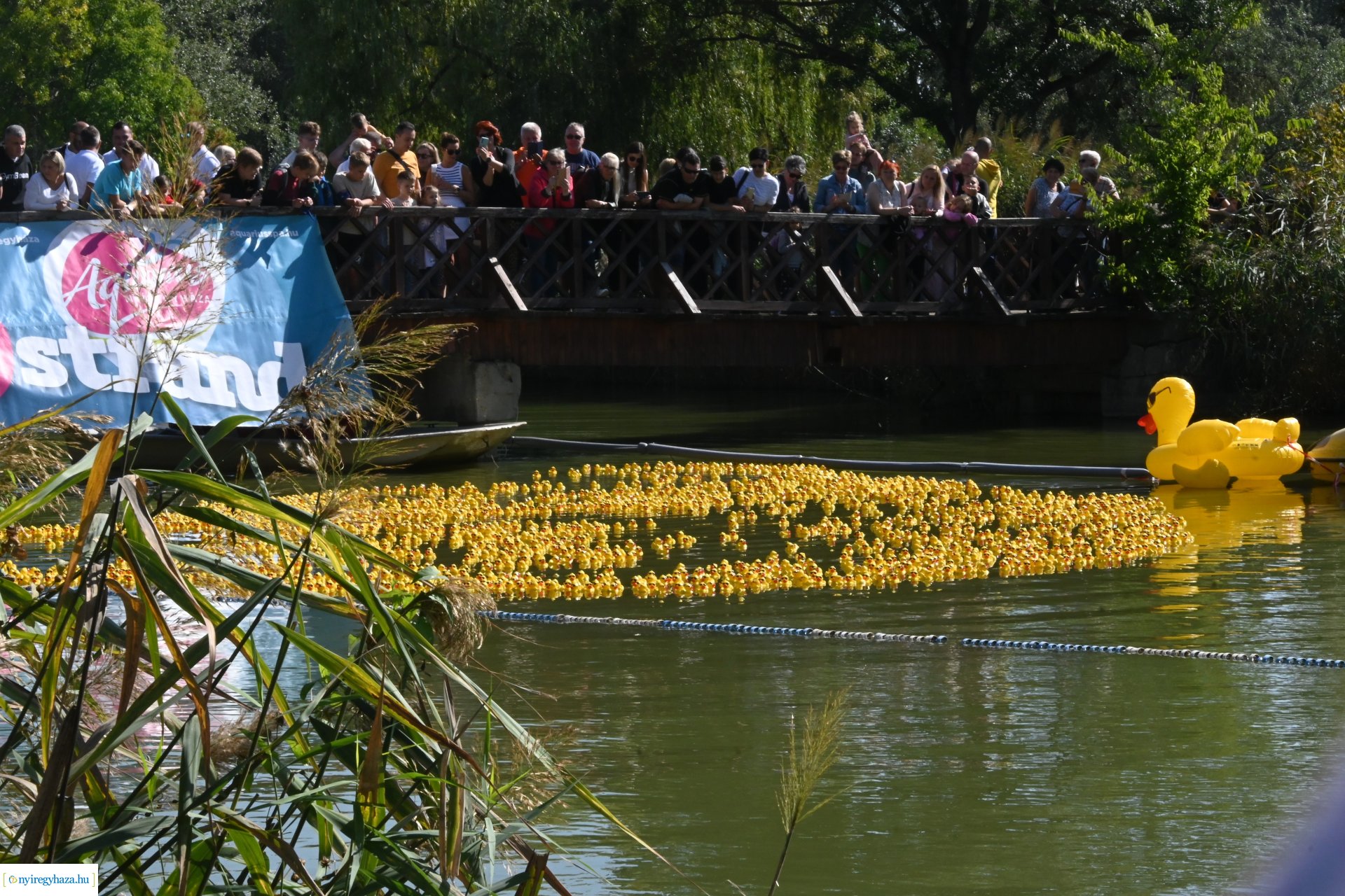 Jótékonysági kacsa úsztatás Sóstón