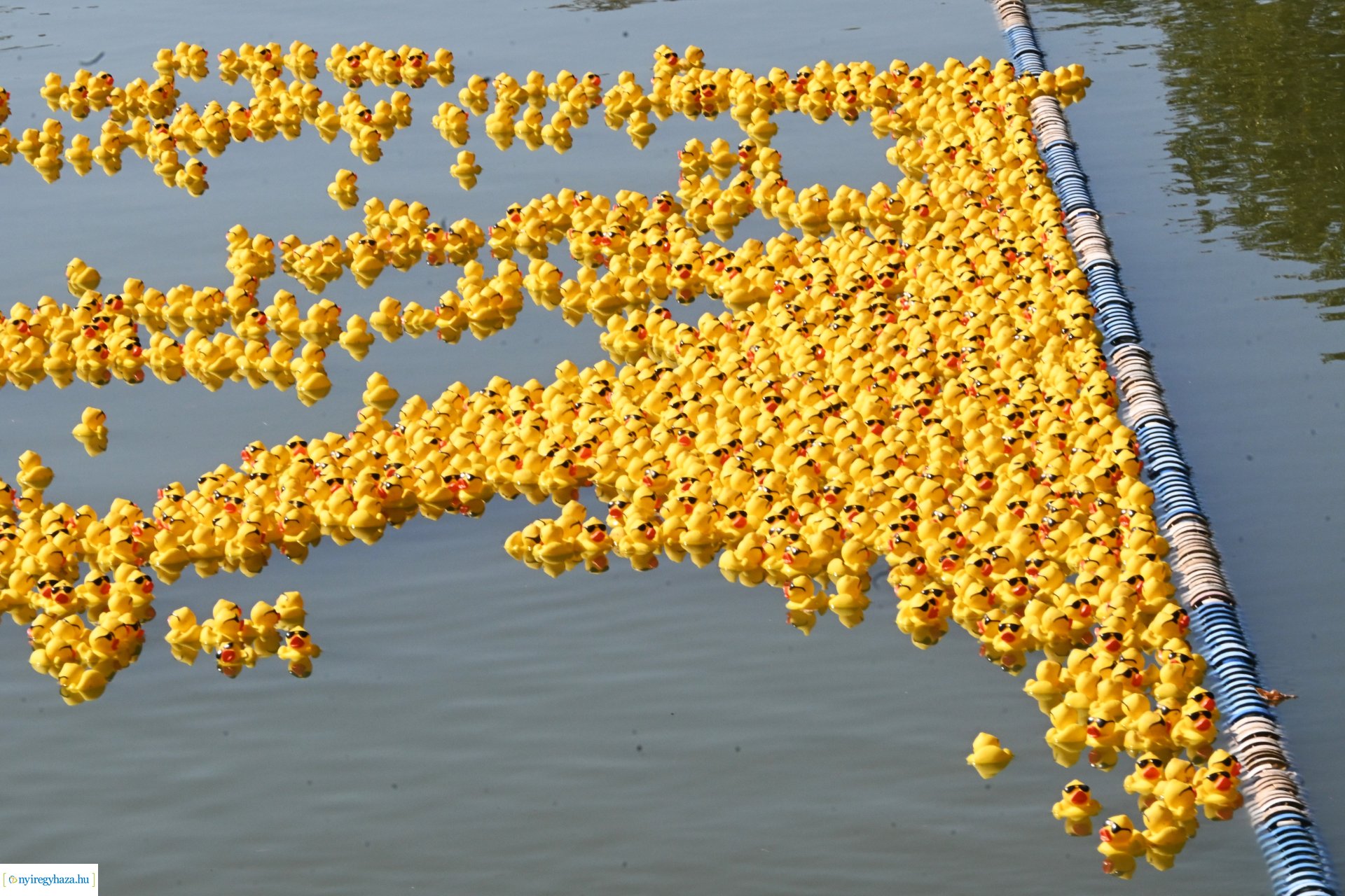Jótékonysági kacsa úsztatás Sóstón