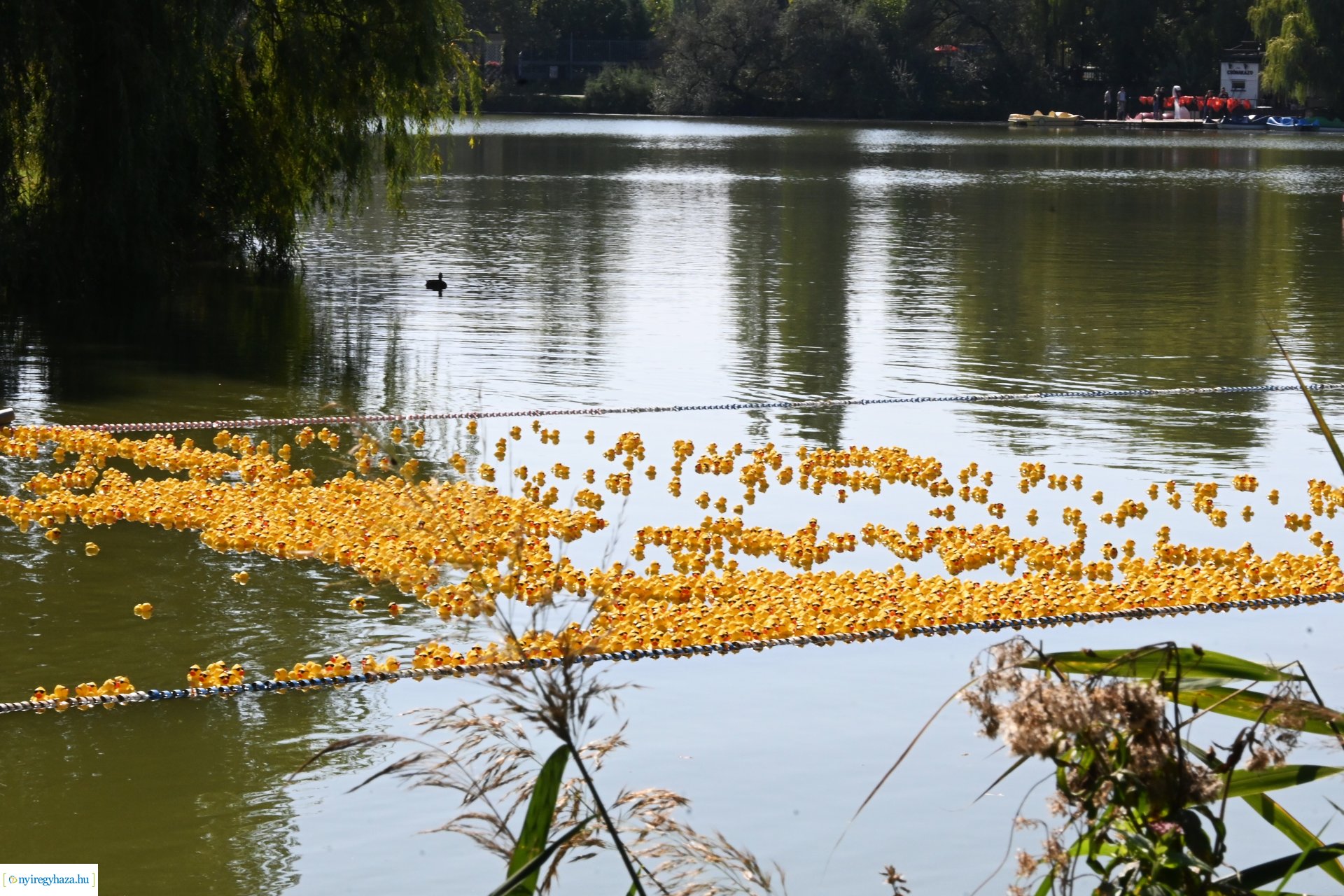 Jótékonysági kacsa úsztatás Sóstón