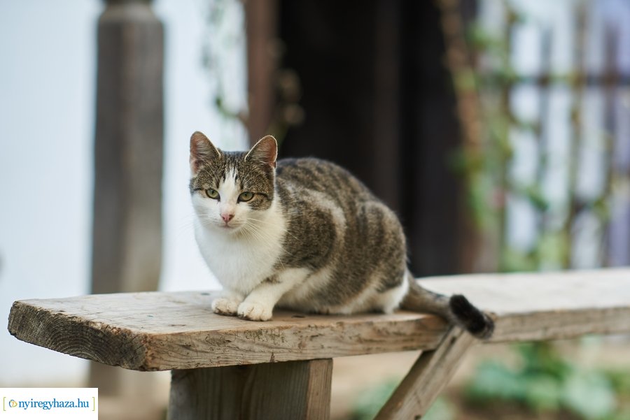 Jubileumi facsemeték a Hübnertől