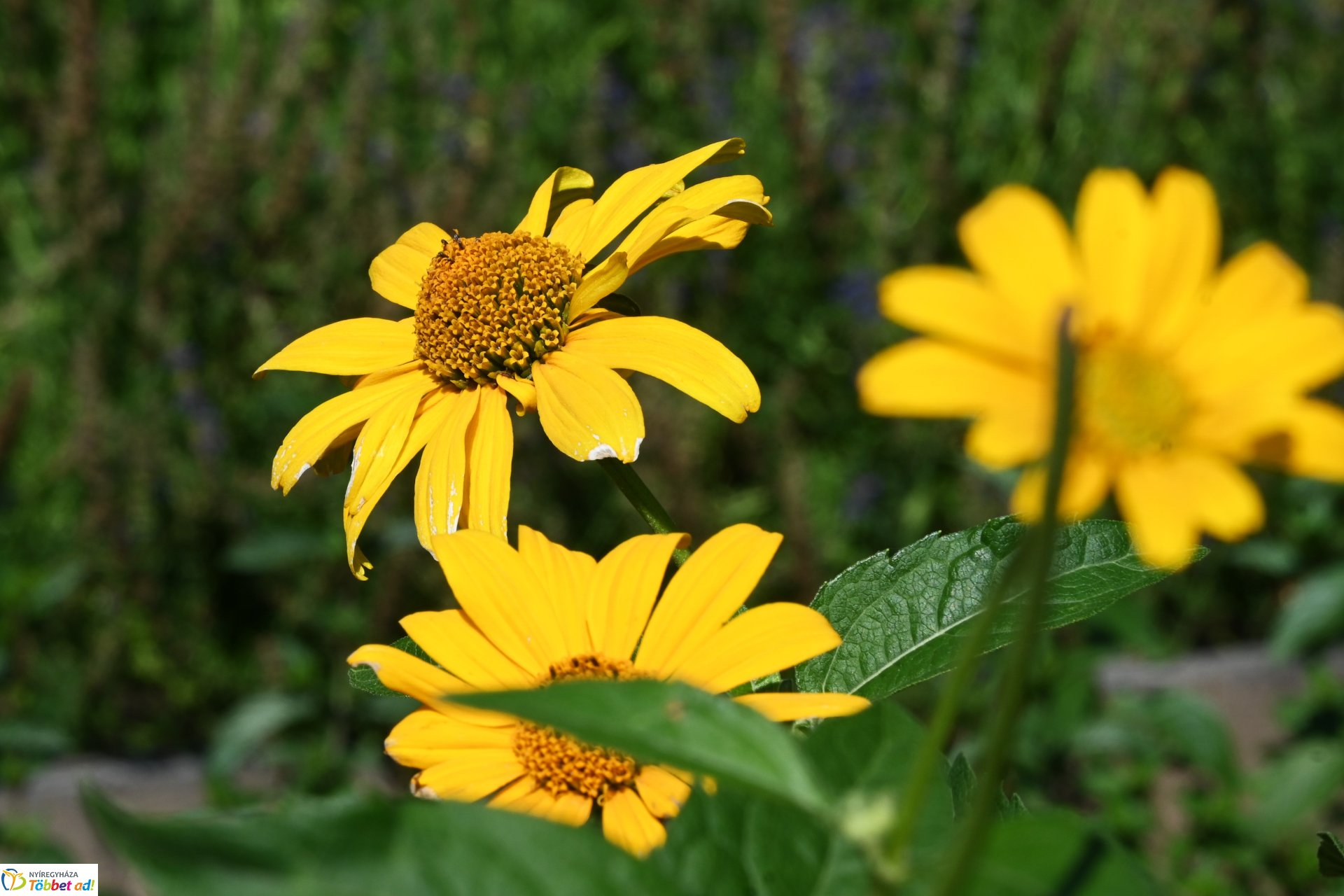 Juliális 2025 - Vasutasnap a Sóstói Múzeumfaluban