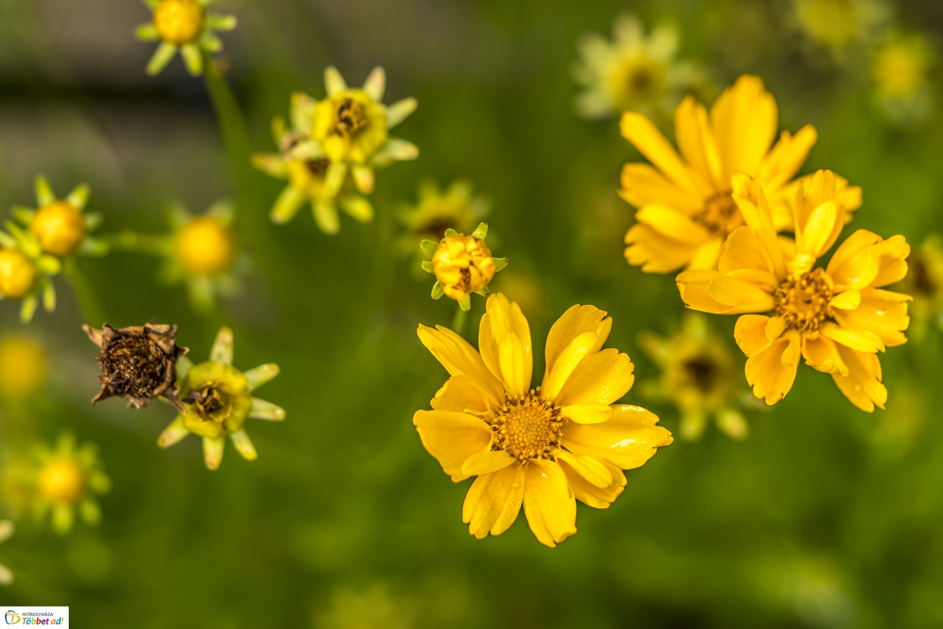 Kalandozások a Tuzson János Botanikus Kertben