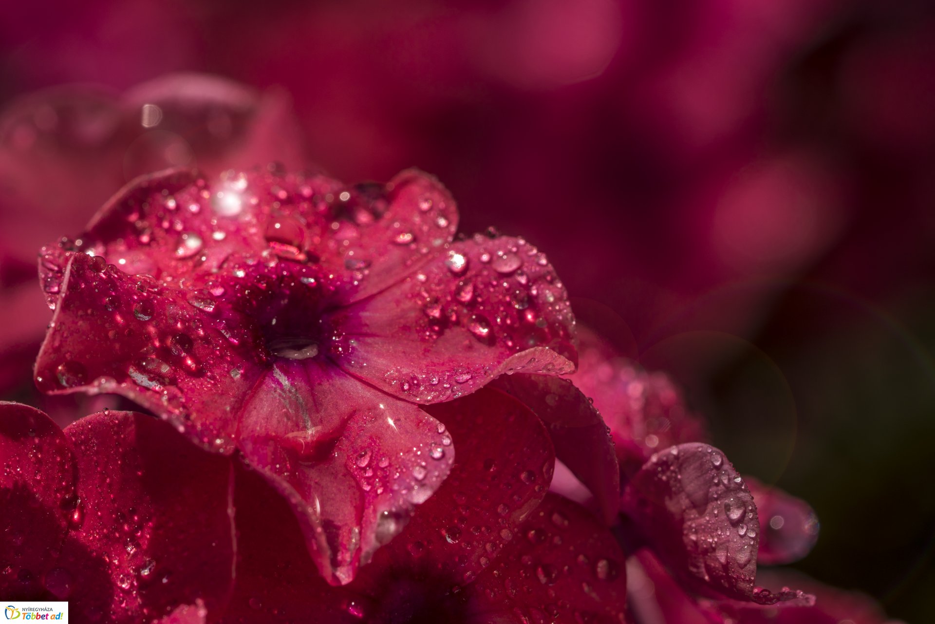 Kalandozások a Tuzson János Botanikus Kertben
