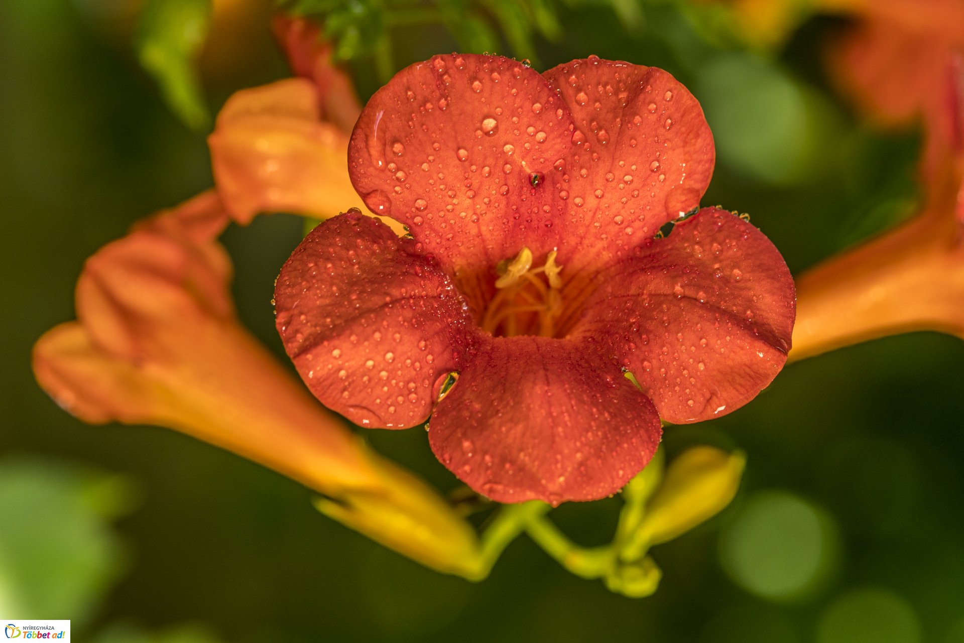 Kalandozások a Tuzson János Botanikus Kertben