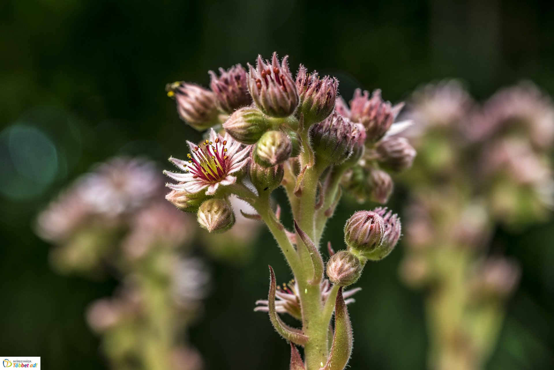 Kalandozások a Tuzson János Botanikus Kertben