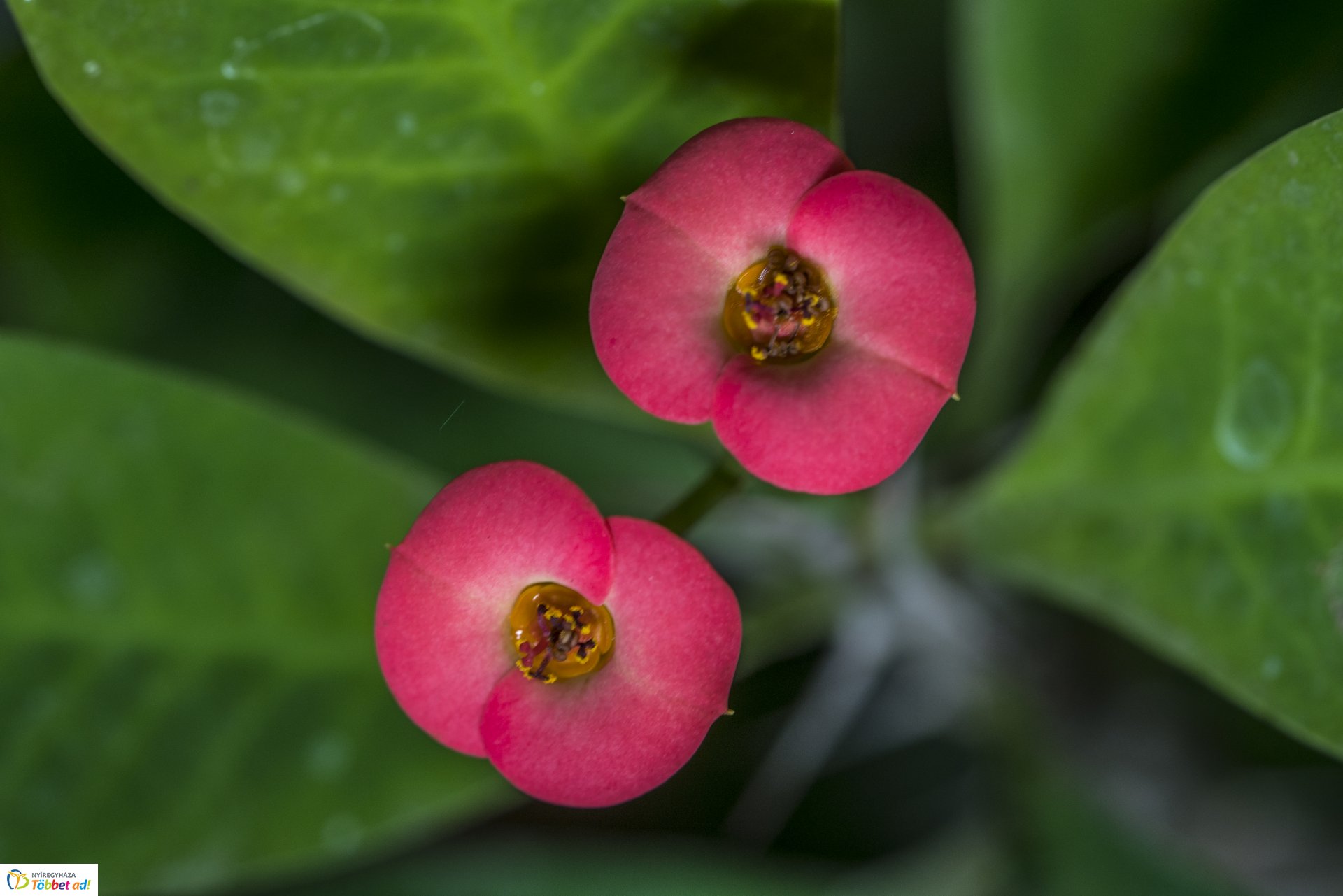Kalandozások a Tuzson János Botanikus Kertben