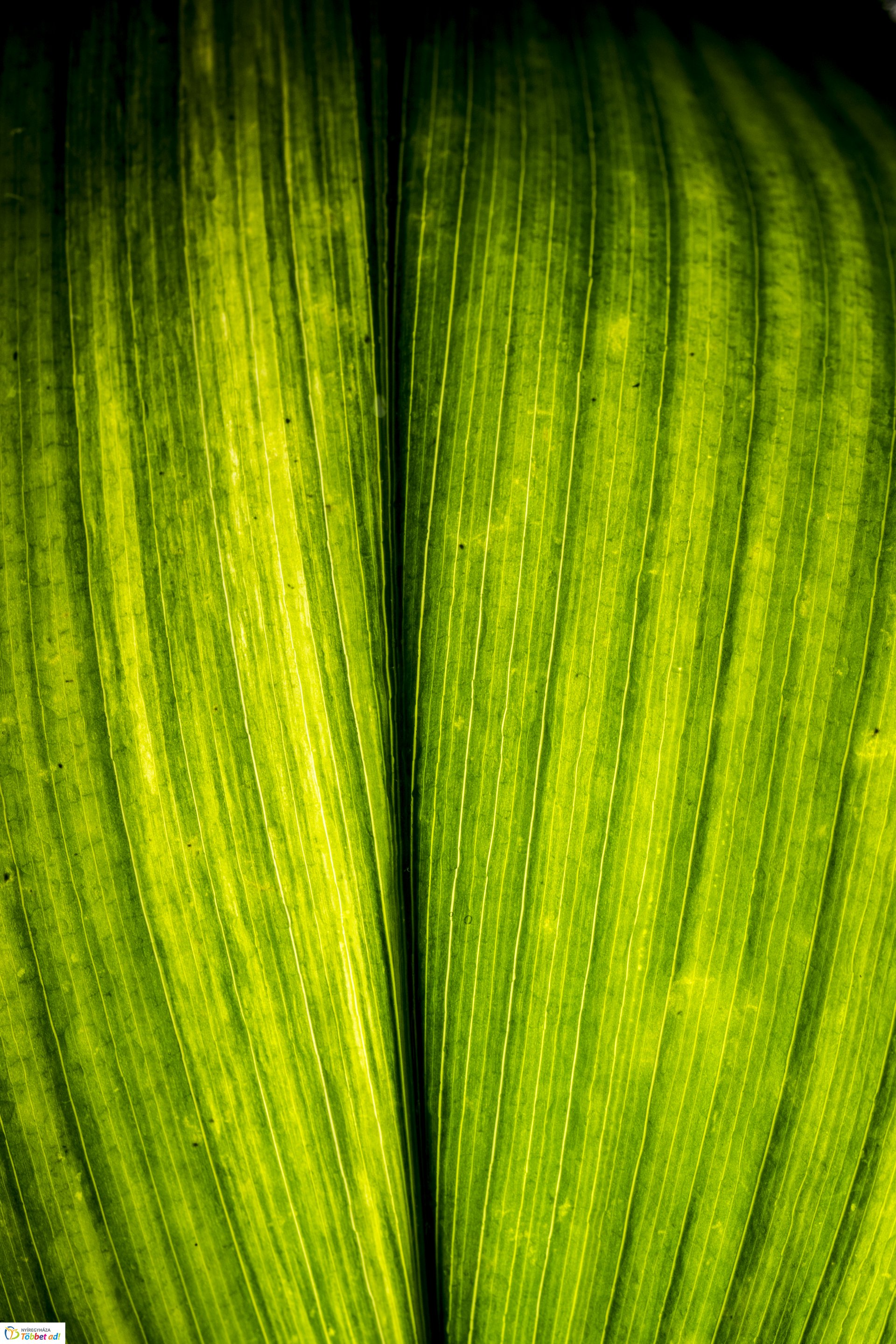 Kalandozások a Tuzson János Botanikus Kertben