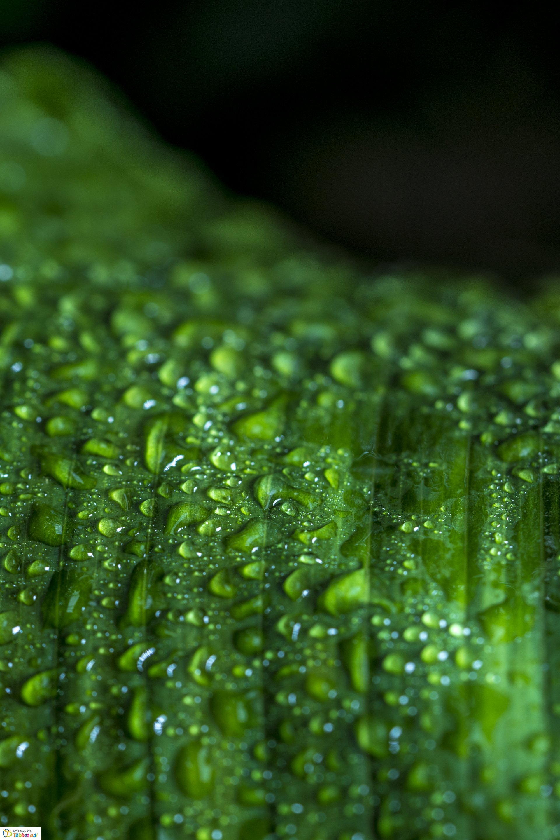 Kalandozások a Tuzson János Botanikus Kertben