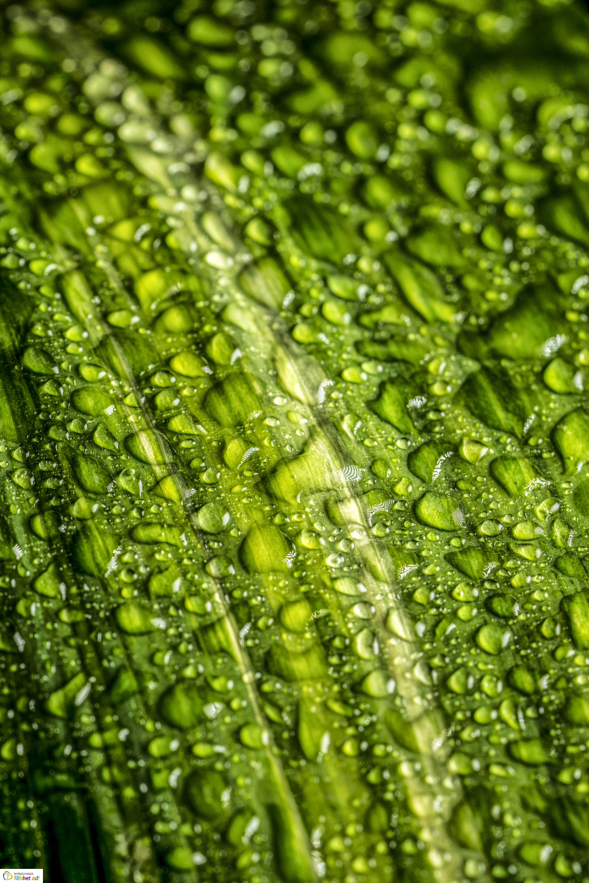 Kalandozások a Tuzson János Botanikus Kertben