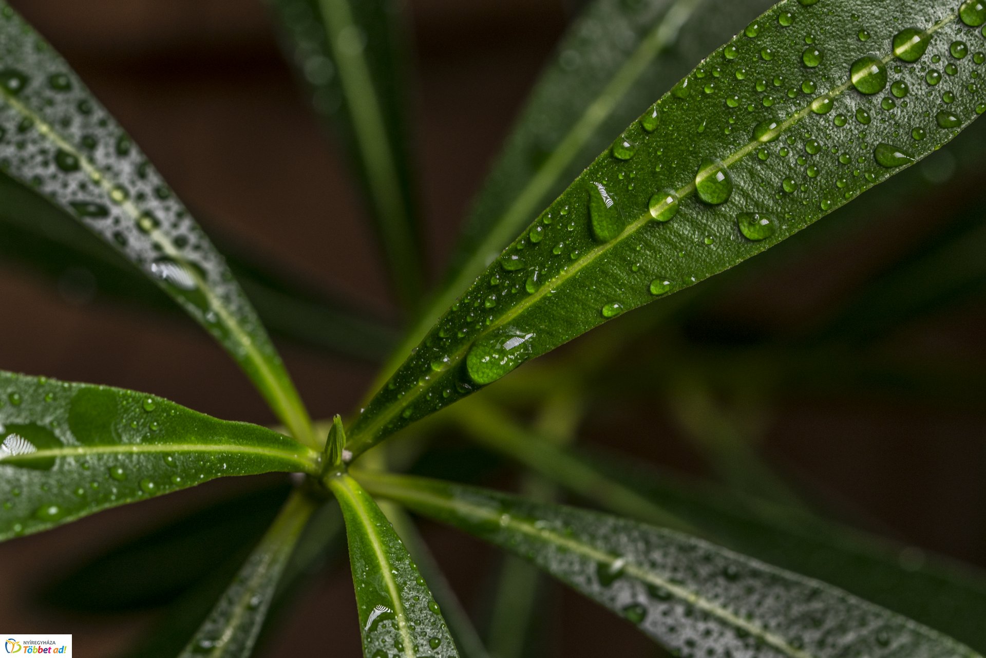 Kalandozások a Tuzson János Botanikus Kertben
