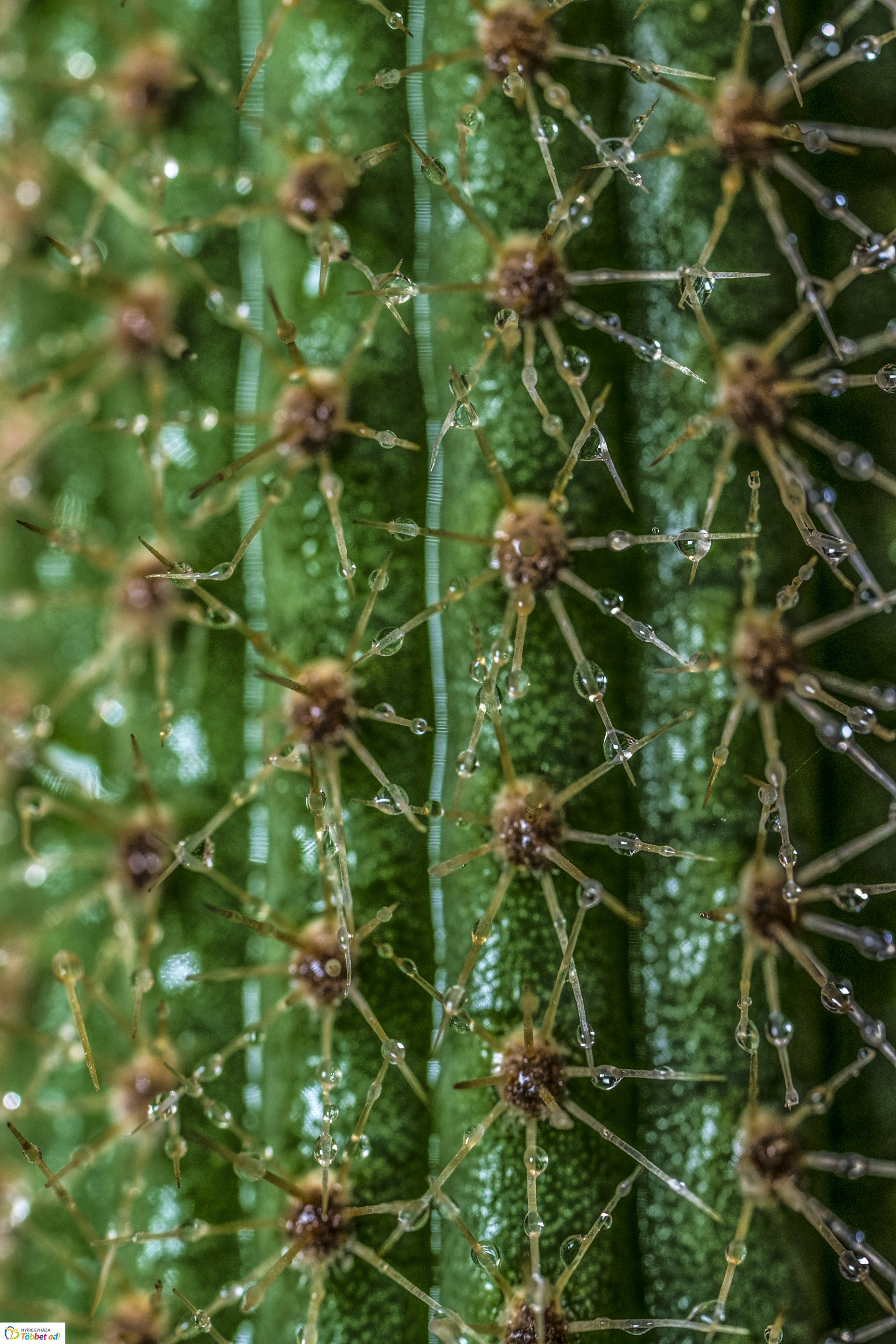 Kalandozások a Tuzson János Botanikus Kertben