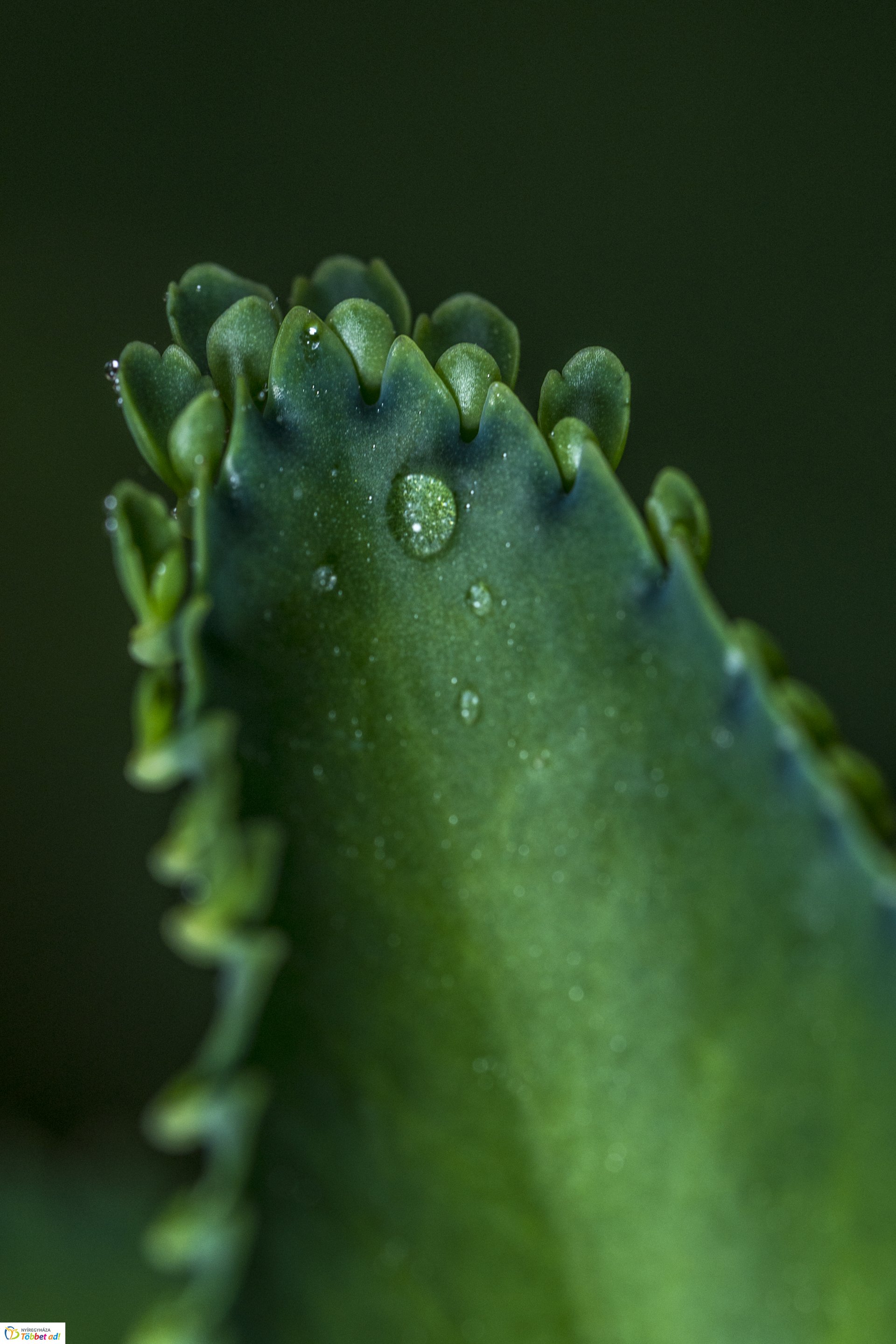 Kalandozások a Tuzson János Botanikus Kertben