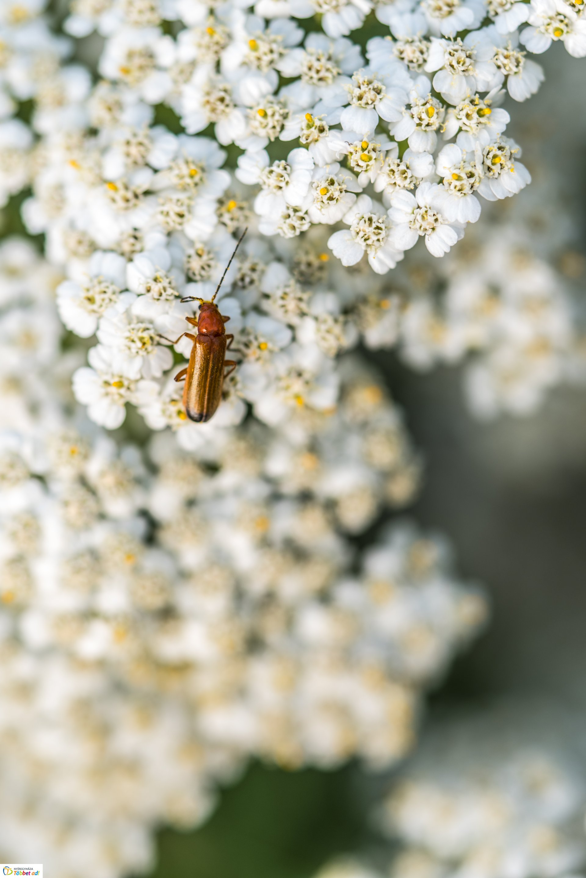 Kalandozások a Tuzson János Botanikus Kertben
