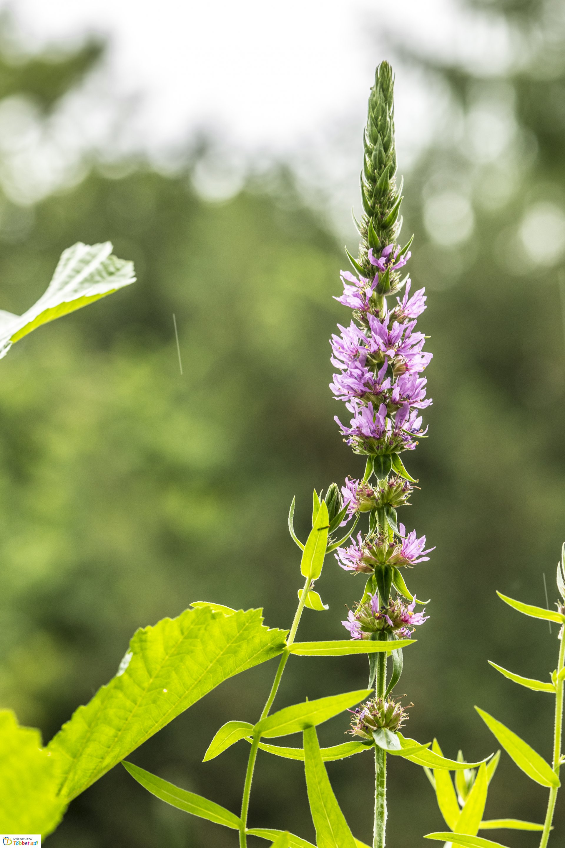 Kalandozások a Tuzson János Botanikus Kertben